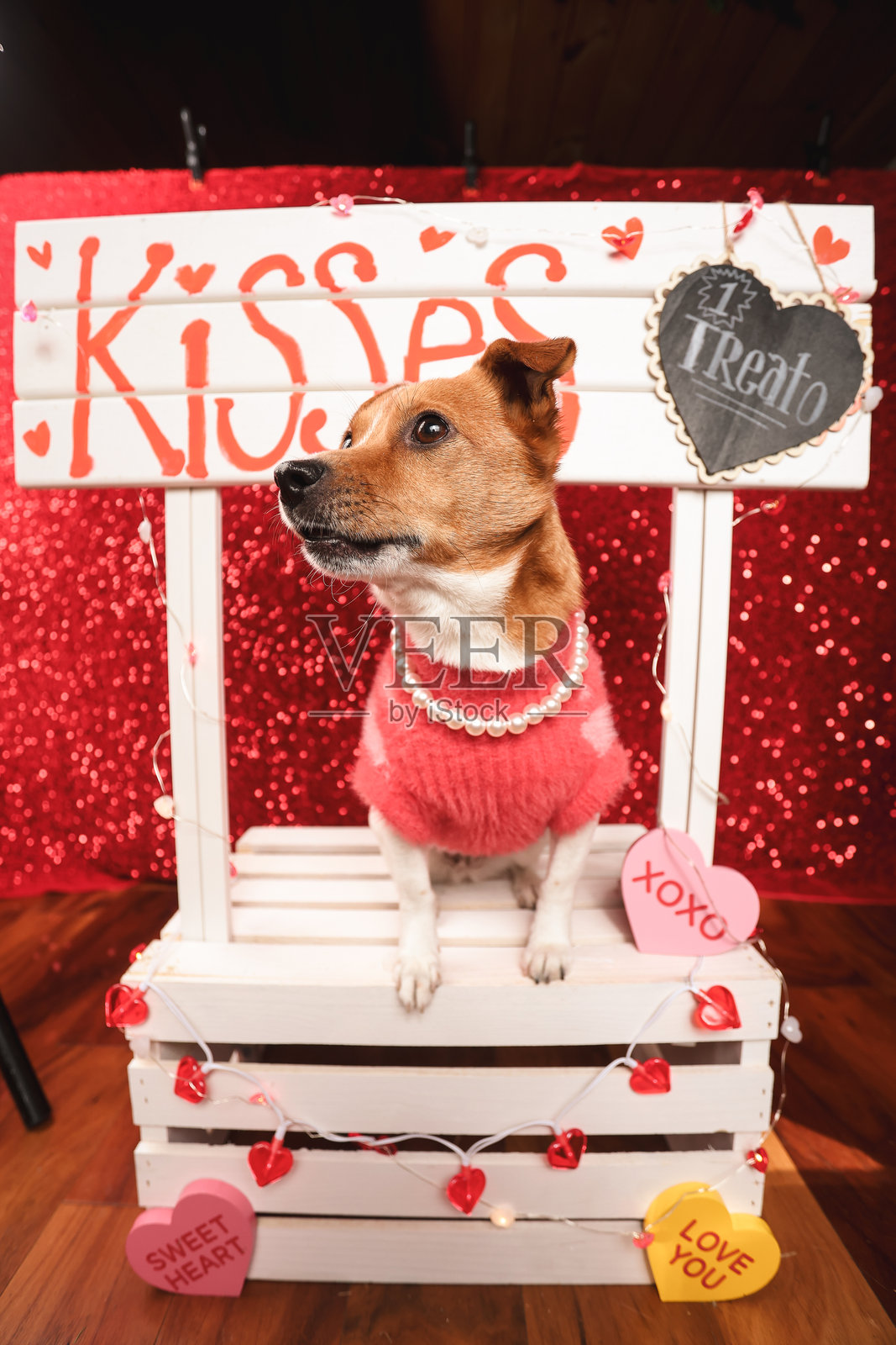 情人节的狗狗照片摄影图片