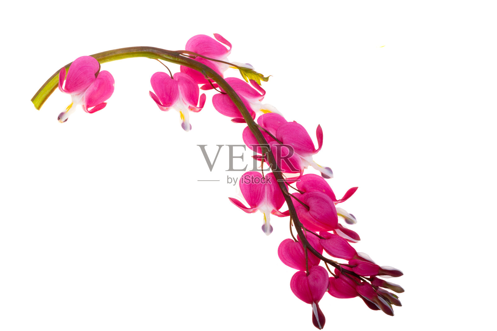 孤立的心心相印照片摄影图片