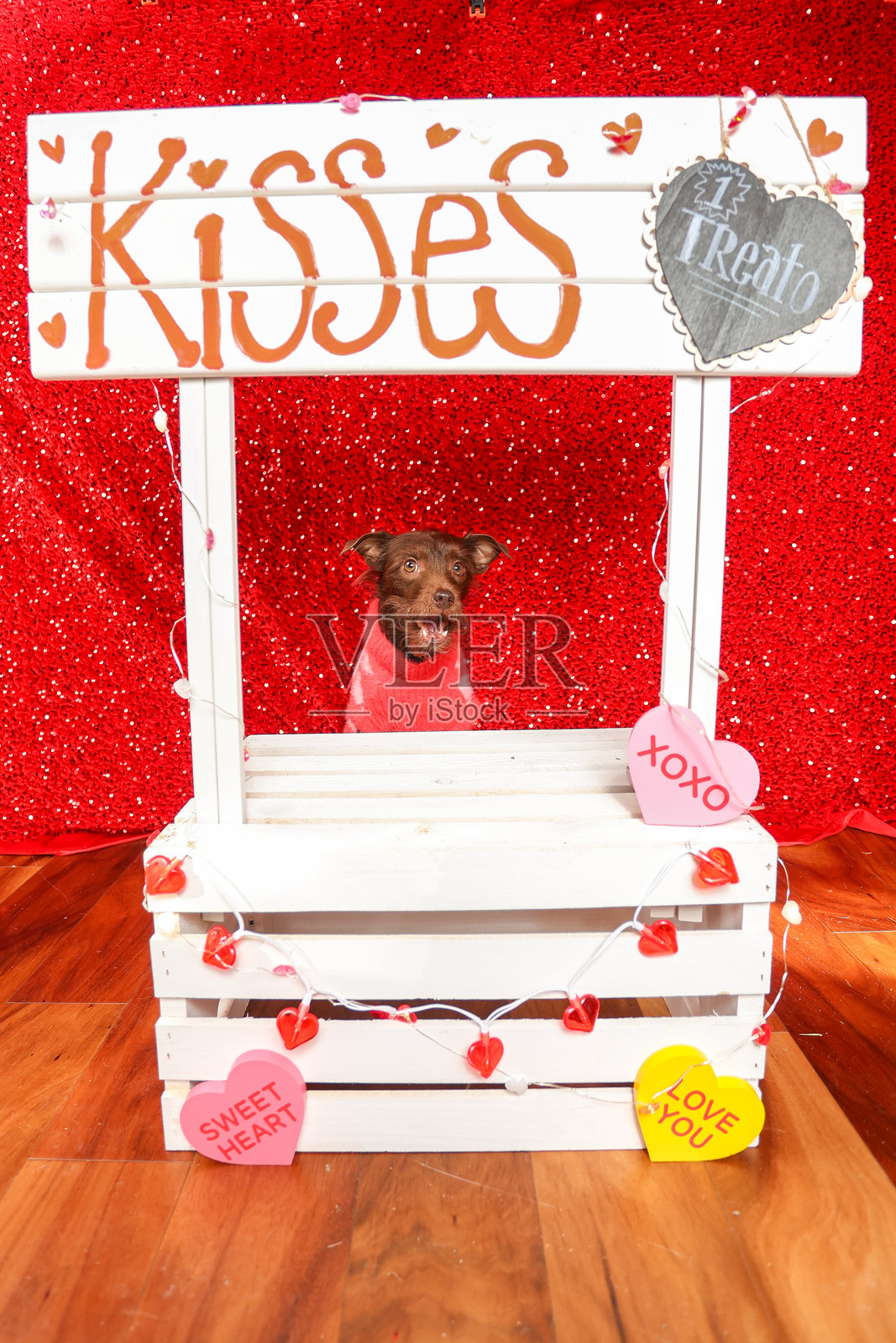 情人节的狗狗照片摄影图片