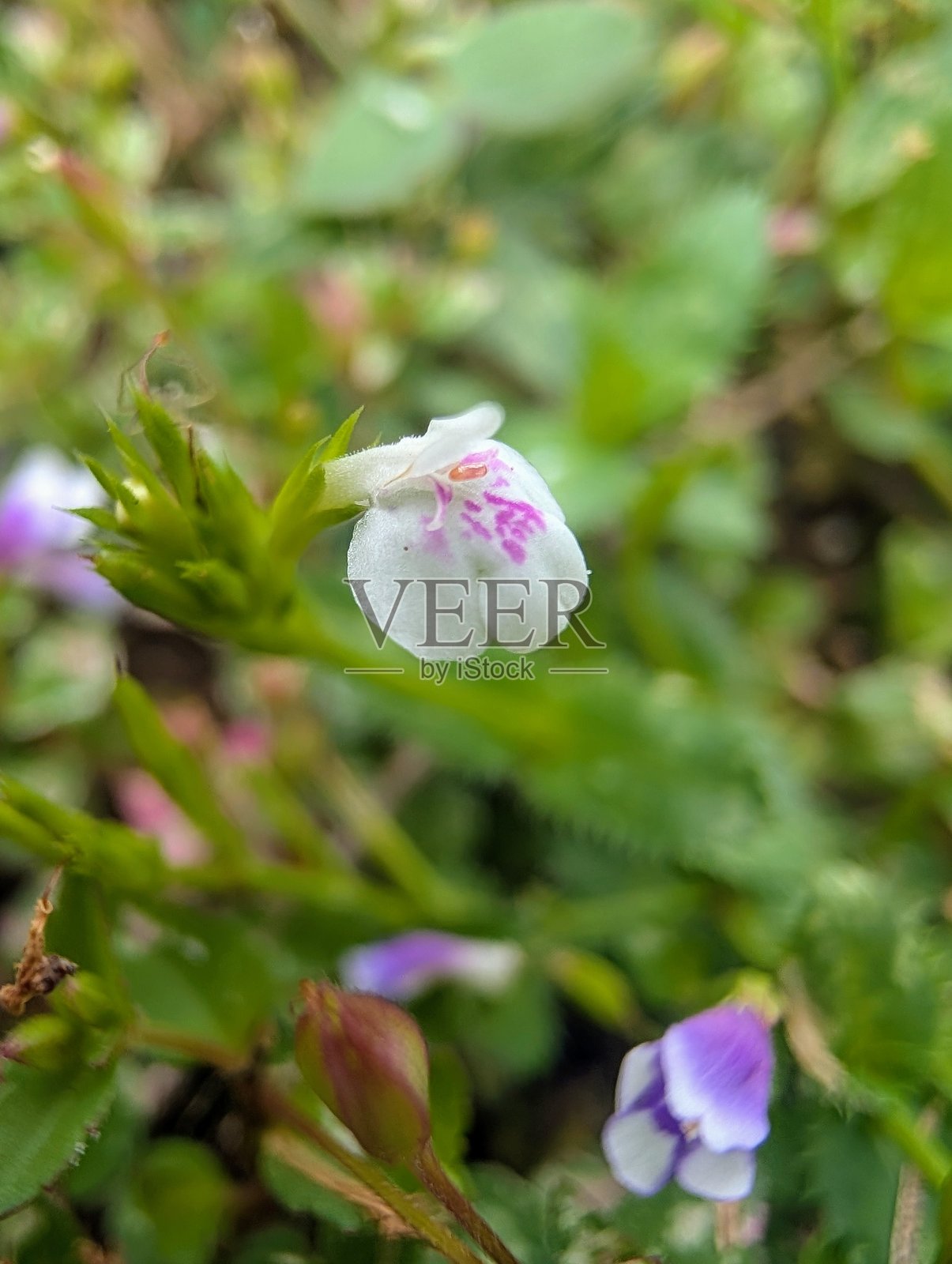 小花照片摄影图片