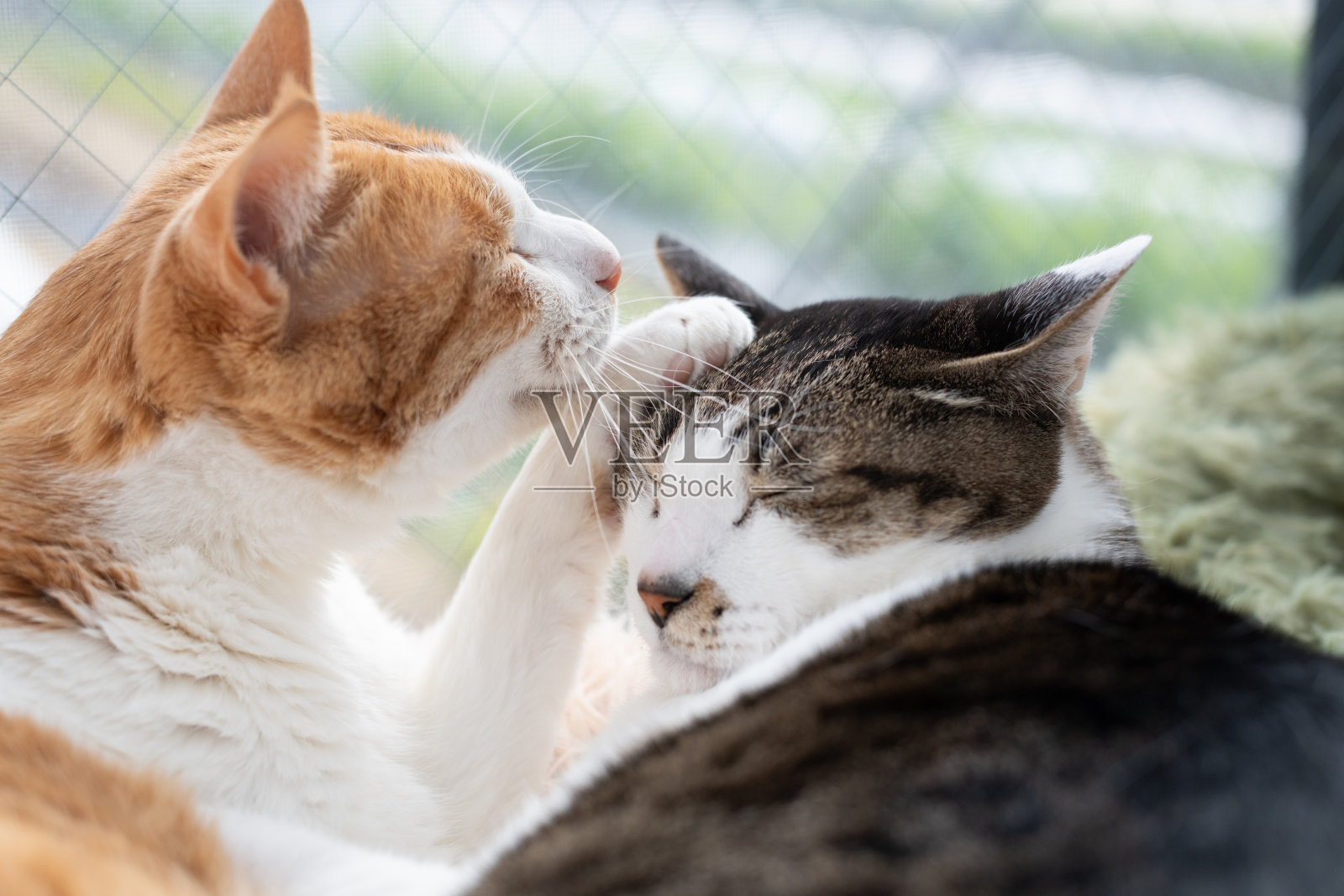 两只猫在窗边放松照片摄影图片