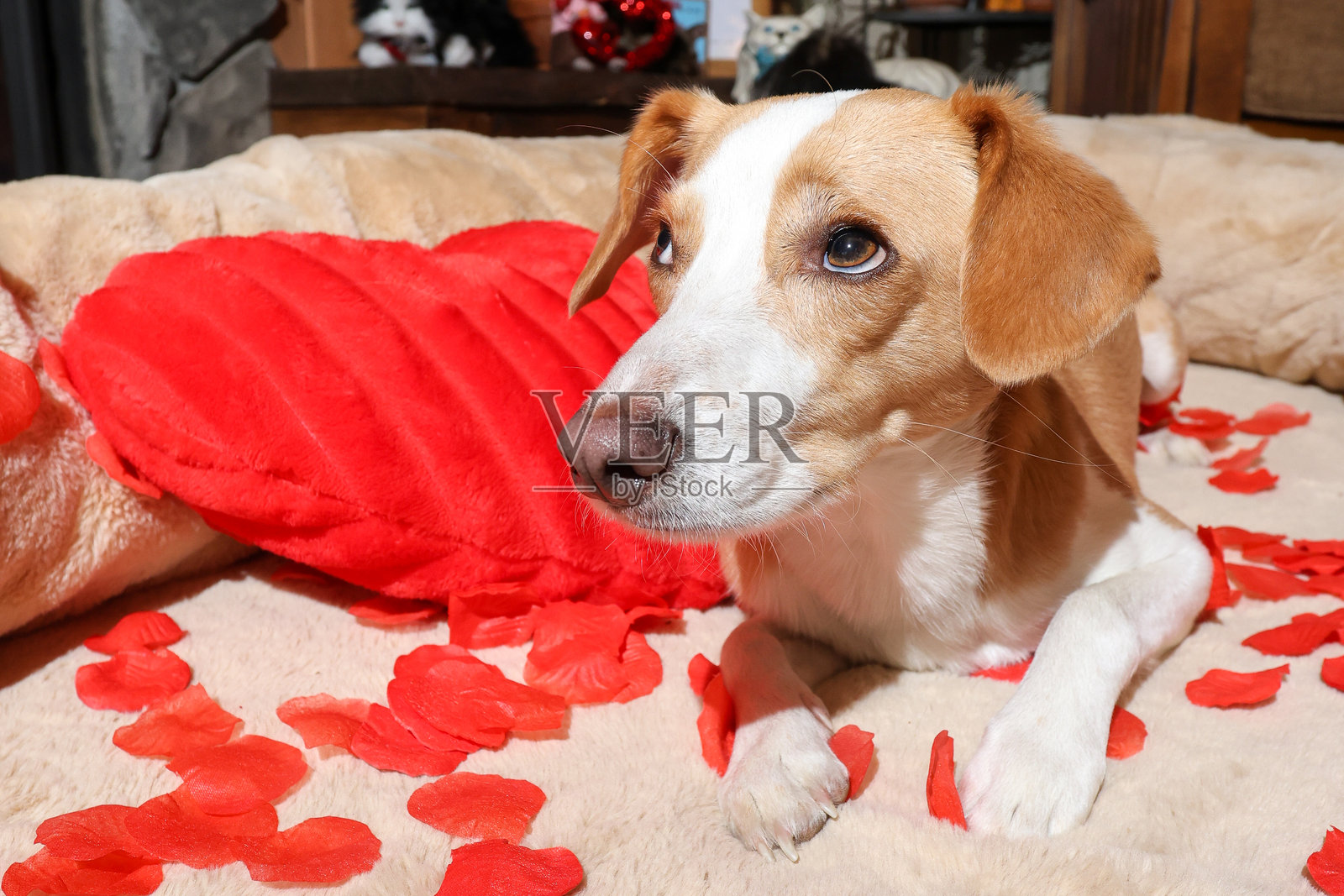 情人节的狗狗照片摄影图片