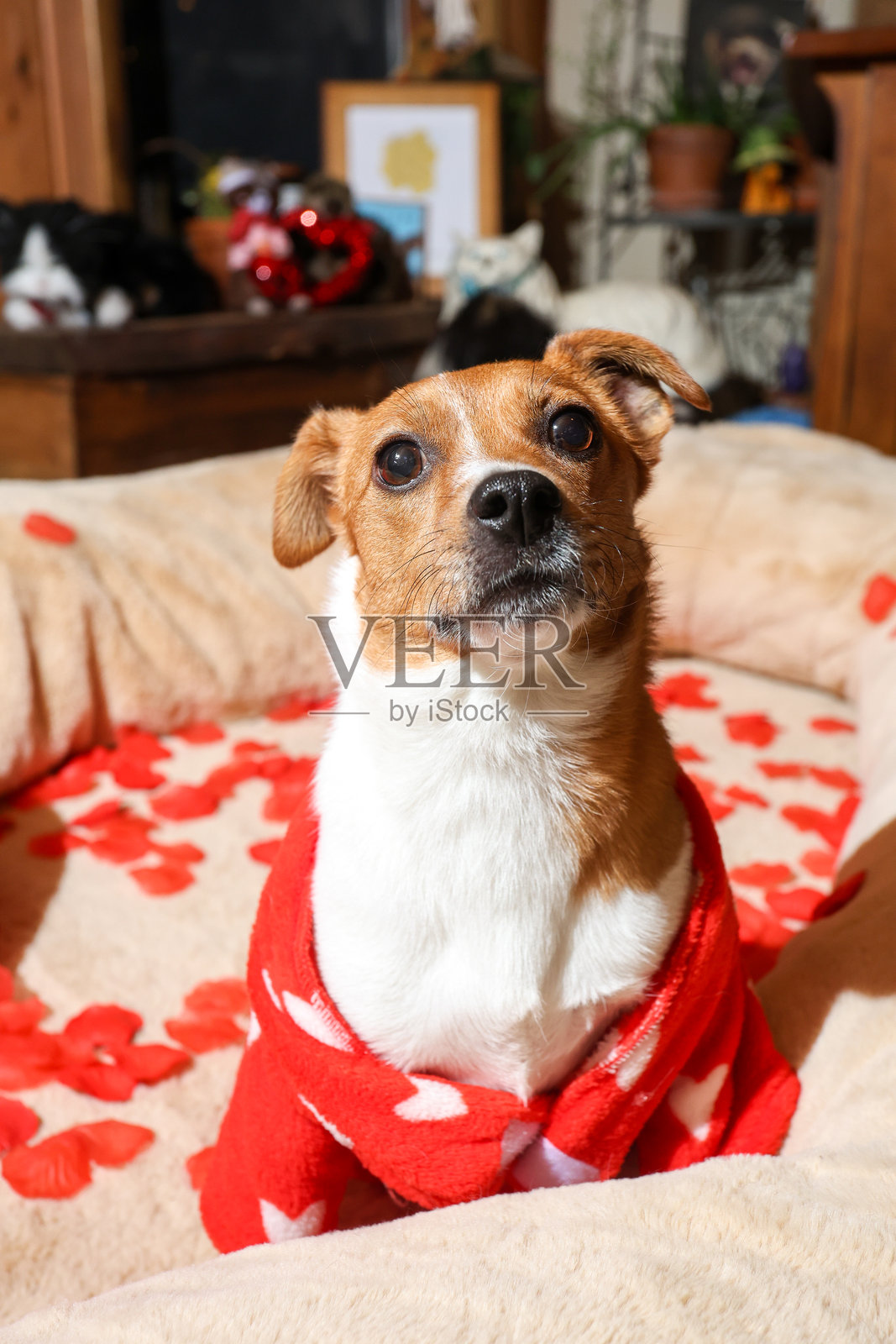 情人节的狗狗照片摄影图片