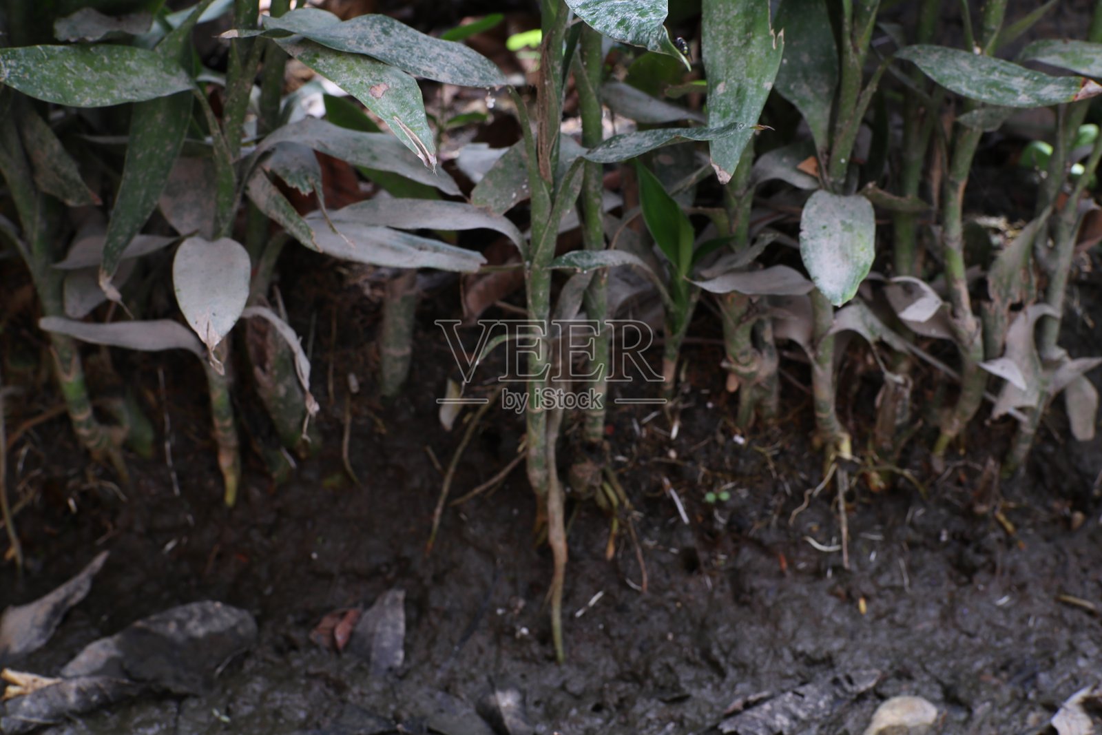 植物根系在自然栖息地中从土壤中冒出的特写镜头照片摄影图片