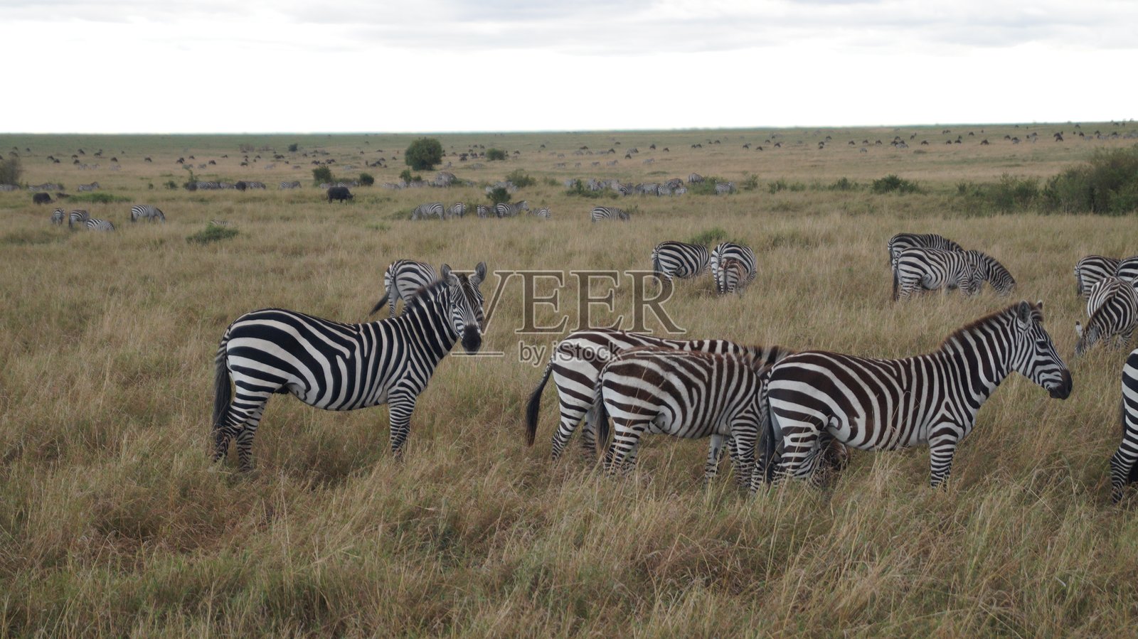 斑马照片摄影图片