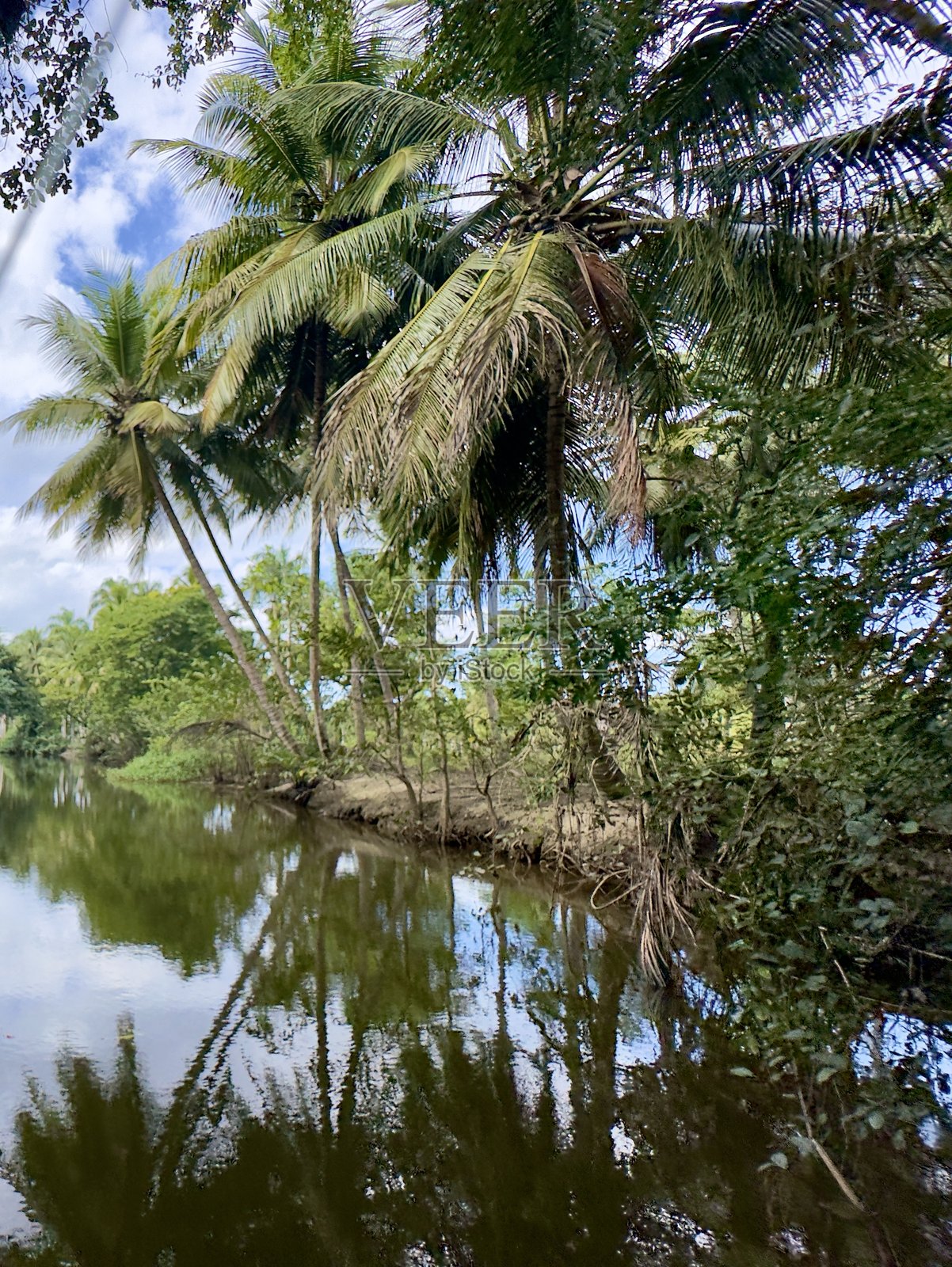 丛林倒影照片摄影图片