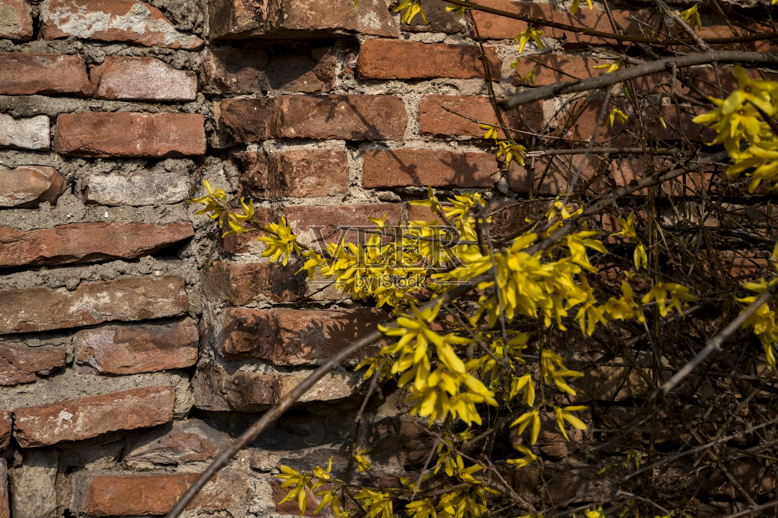 盛开的连翘灌木与砖墙作为背景照片摄影图片