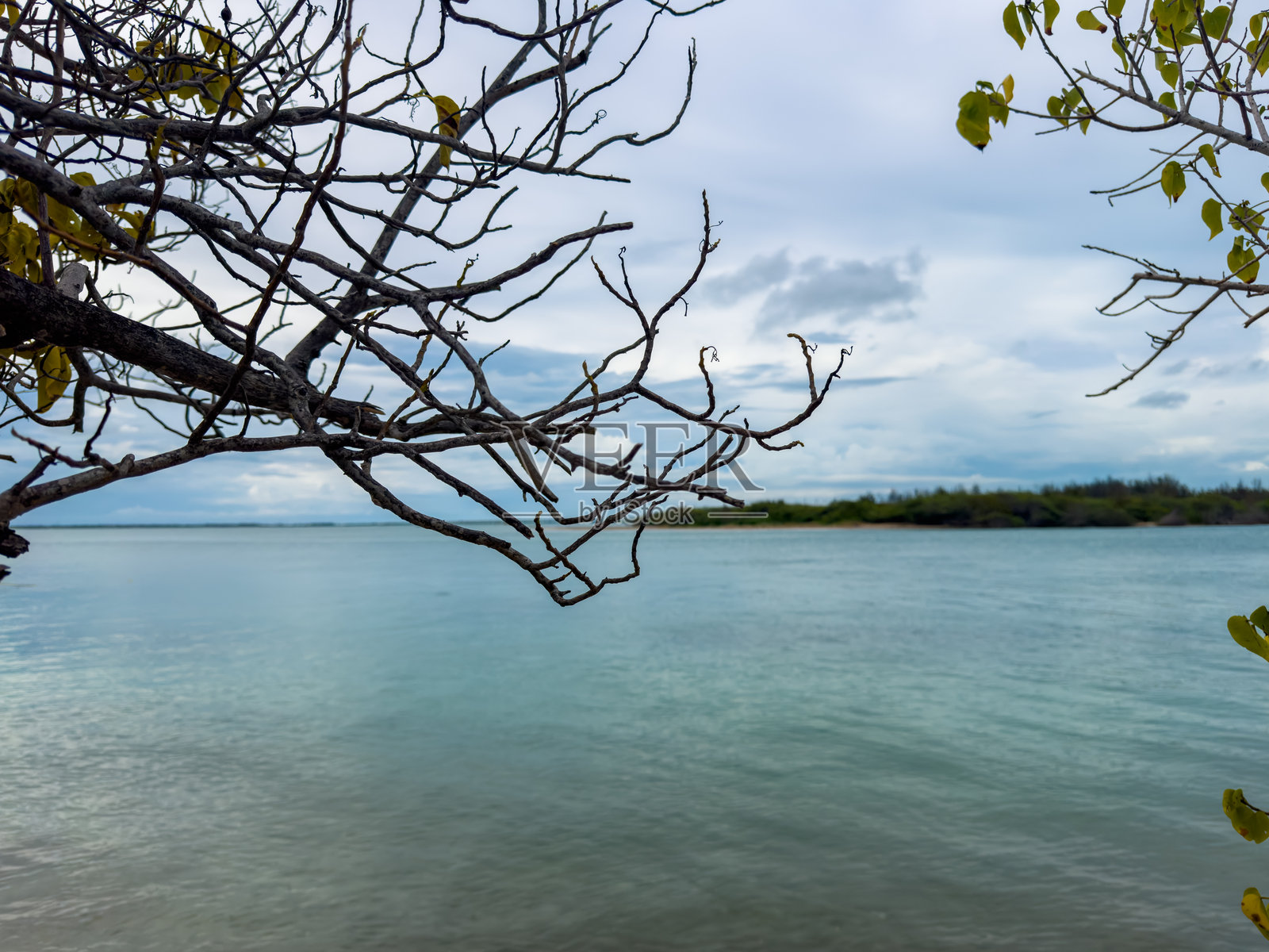 位于泰米尔纳德邦的潘班岛南部，位于曼纳尔湾的无人居住的克鲁萨代岛沿海滩。前景树枝的选择性聚焦。照片摄影图片