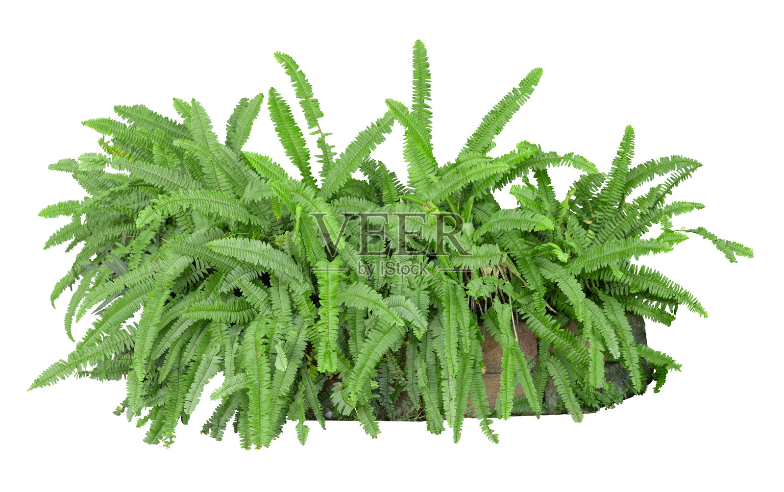 热带植物蕨类灌木树木，白色背景下独立展示，带有抠图路径。照片摄影图片