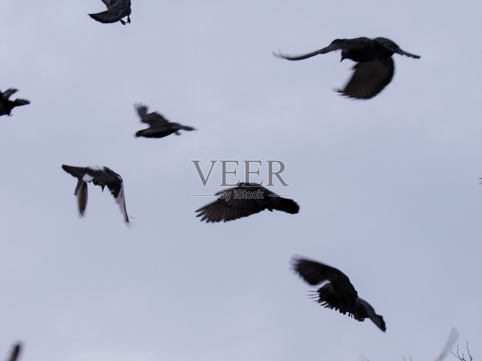 鸽子特写，背景是多云的天空照片摄影图片