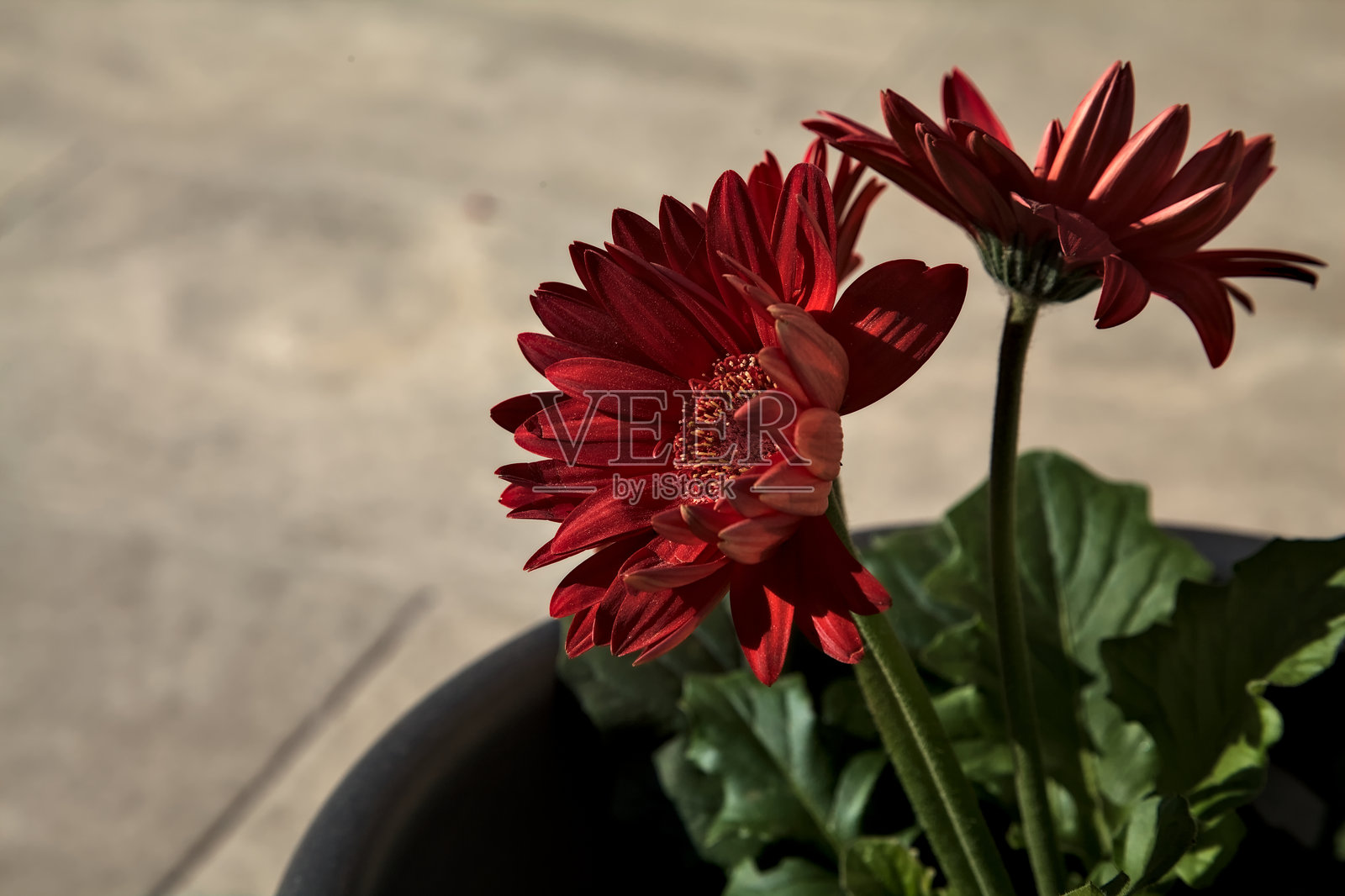 近距离观察的红色非洲菊花瓶照片摄影图片