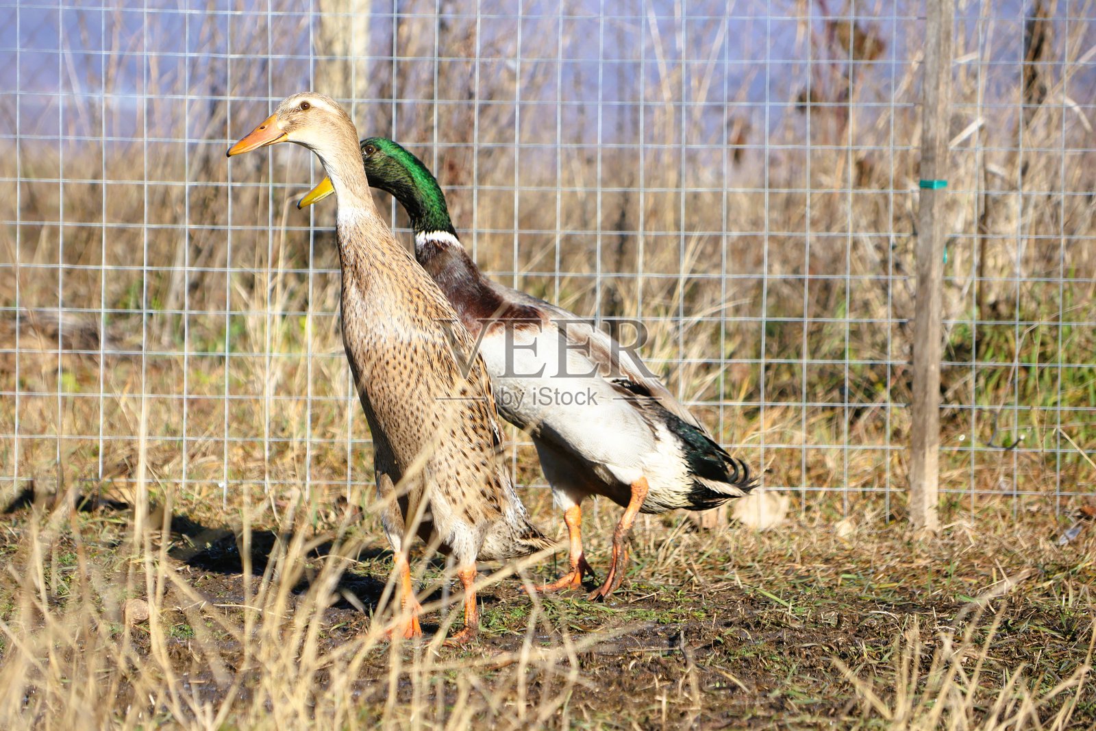 鸭子在它们的自然栖息地中优雅地行走，展现出它们美丽的天性。照片摄影图片