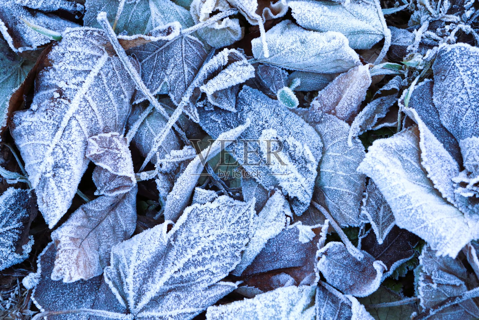 冬季宁静景观中覆盖地面的霜冻叶子照片摄影图片