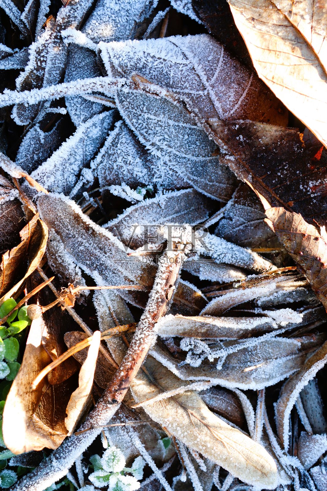 冰霜覆盖的叶子和树枝轻轻地依偎在大自然的怀抱中，感受冬季的寒冷气息照片摄影图片