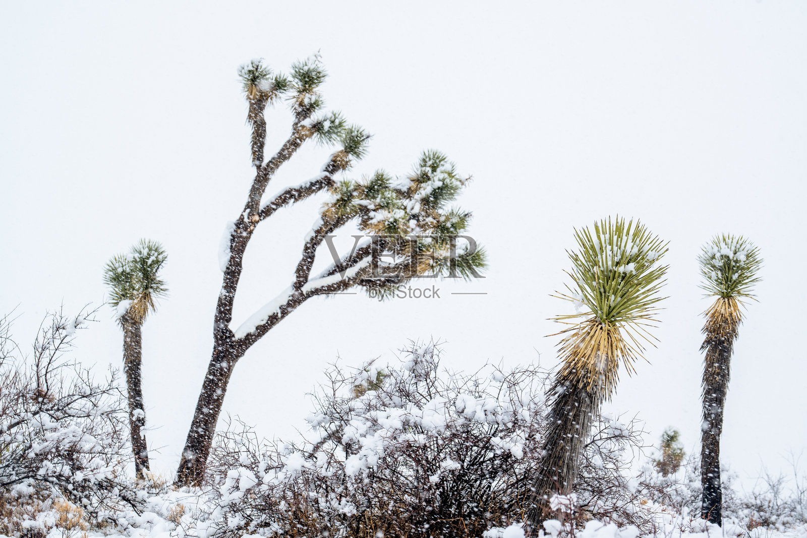 JTSnow1照片摄影图片