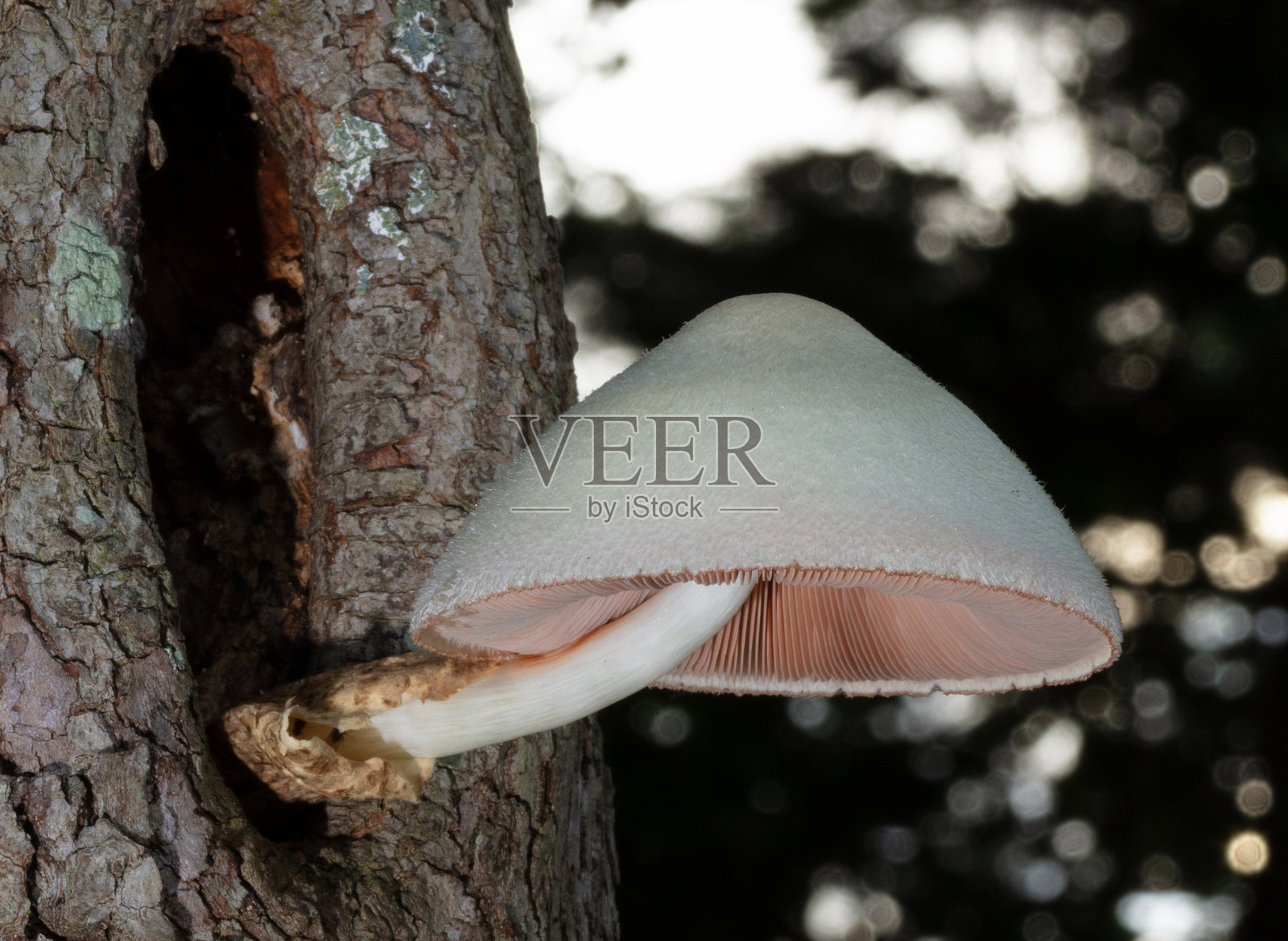 狗木树上的蘑菇背后的天空照片摄影图片