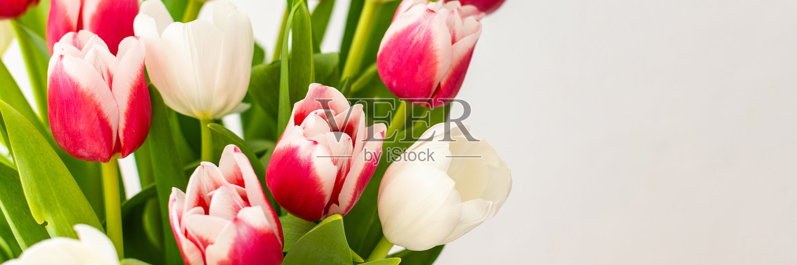 美丽的春季粉色和白色郁金香花束在玻璃花瓶中照片摄影图片