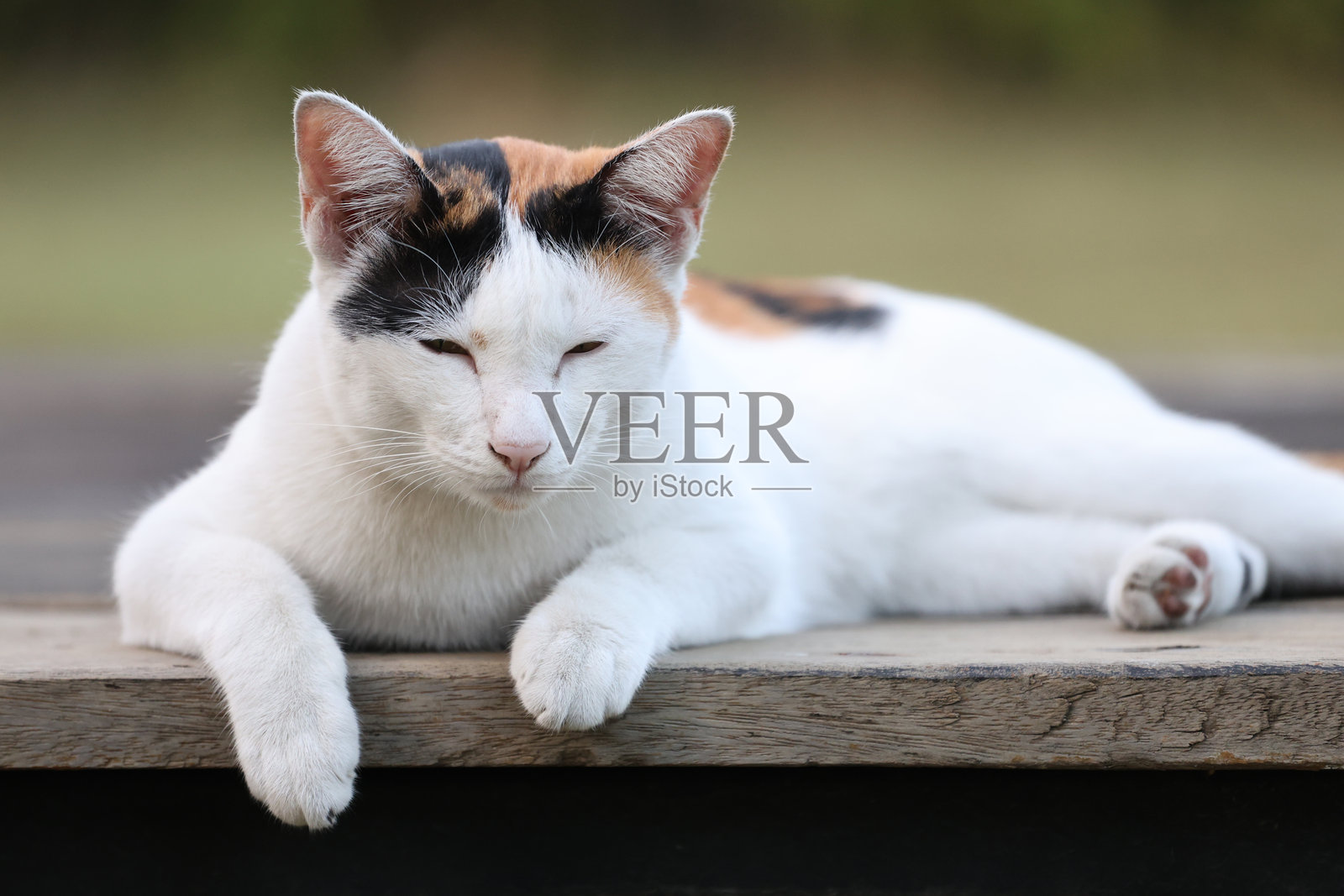 可爱的猫咪在花园里坐着，特写镜头。照片摄影图片