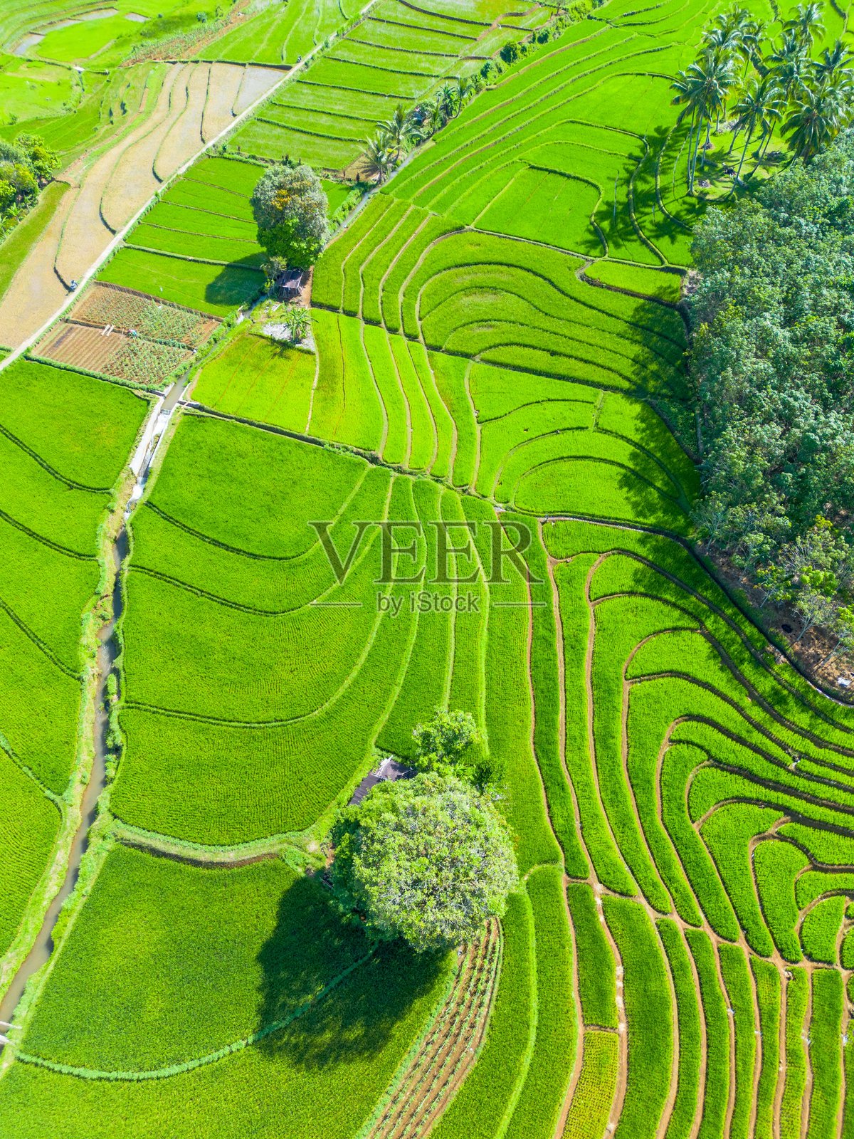 美丽的早晨景色，印度尼西亚全景，稻田与美丽的色彩和自然光的天空照片摄影图片
