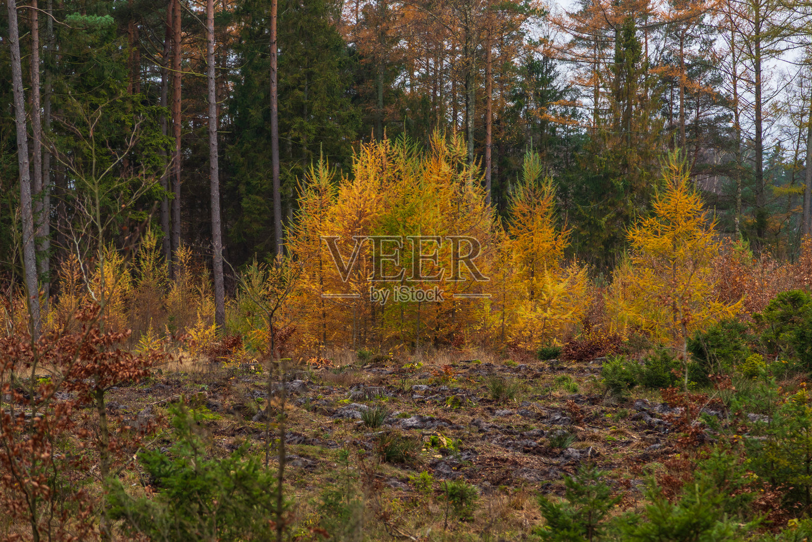 波兰卡舒比安风景公园的森林，秋季。照片摄影图片