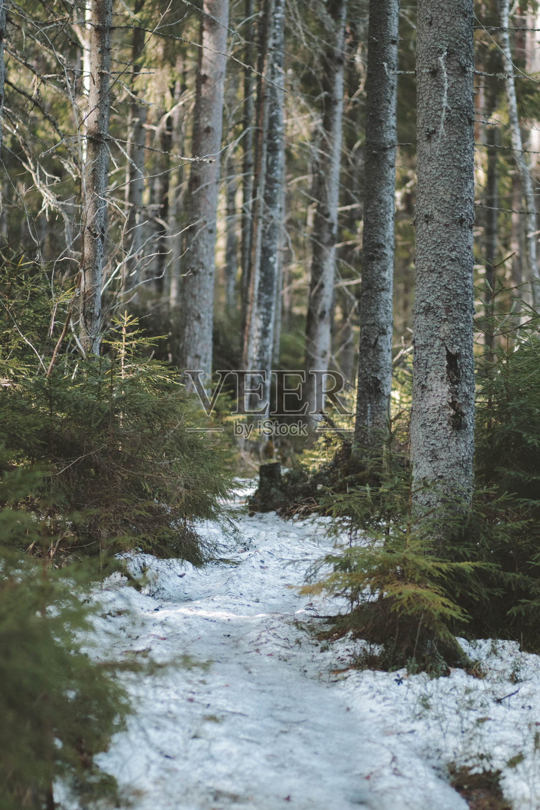 森林小路照片摄影图片