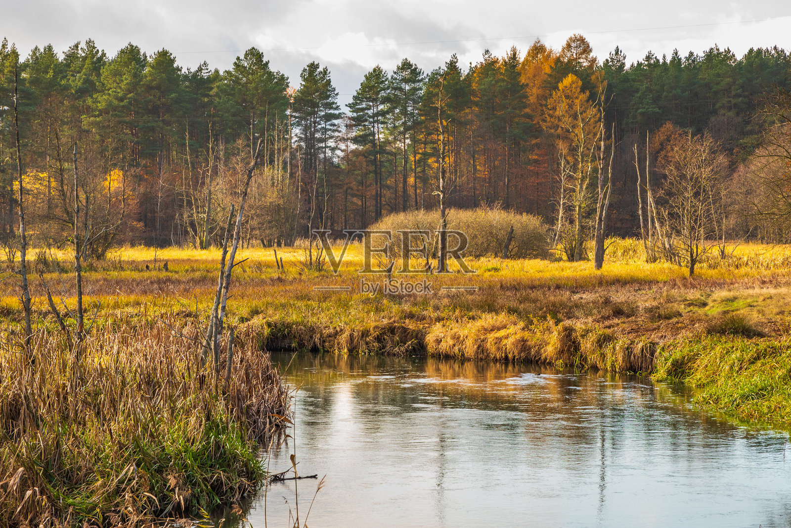 拉杜尼亚河弯。小河流经棕色草地。卡舒比亚，波美拉尼亚，波兰。照片摄影图片