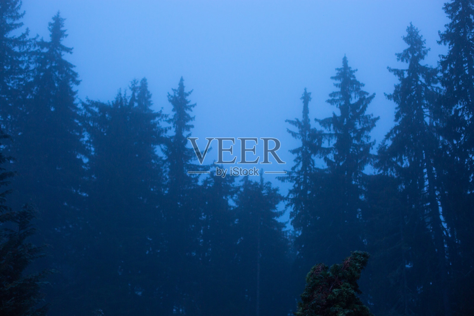 高大松树林中的雾气照片摄影图片