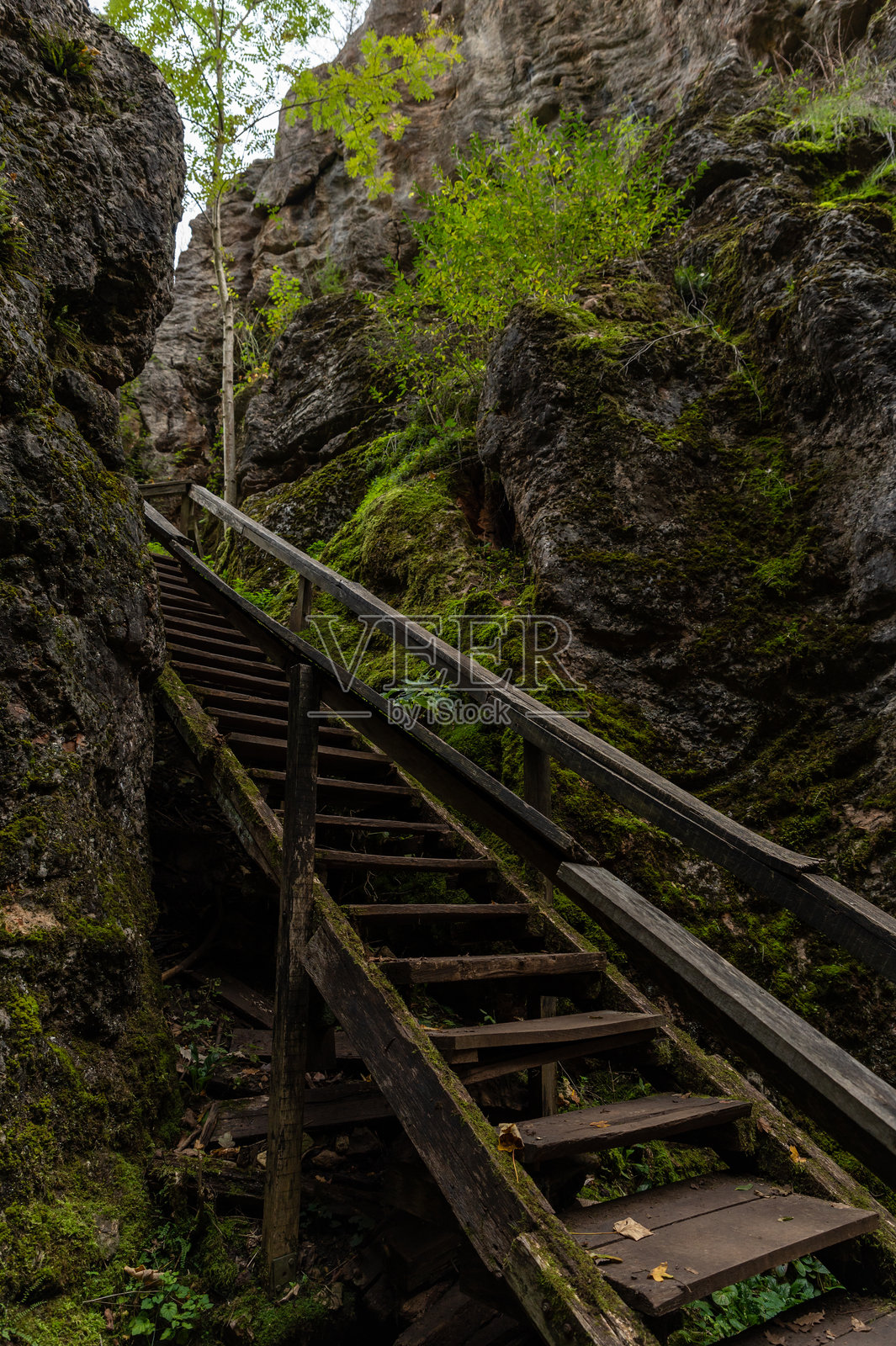 Úrkút的帕莱卡尔斯特自然保护区内的苔藓木楼梯照片摄影图片