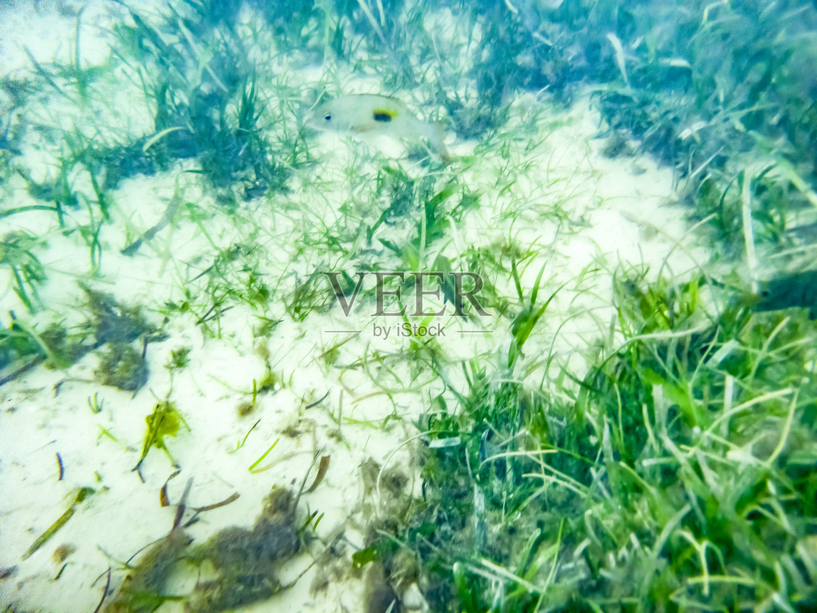 菲律宾阿罗娜海滩的海草水下镜头照片摄影图片