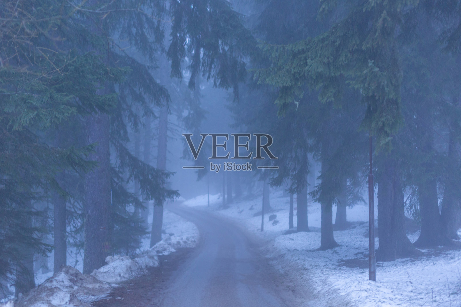 在阴森雾气弥漫的森林中照片摄影图片