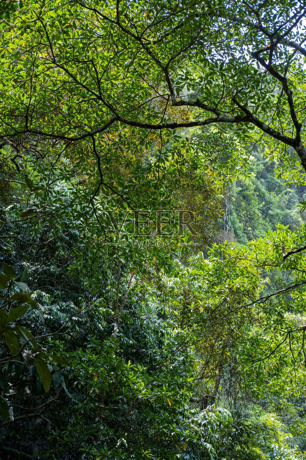 阳光透过森林中的树木，展现自然风光照片摄影图片
