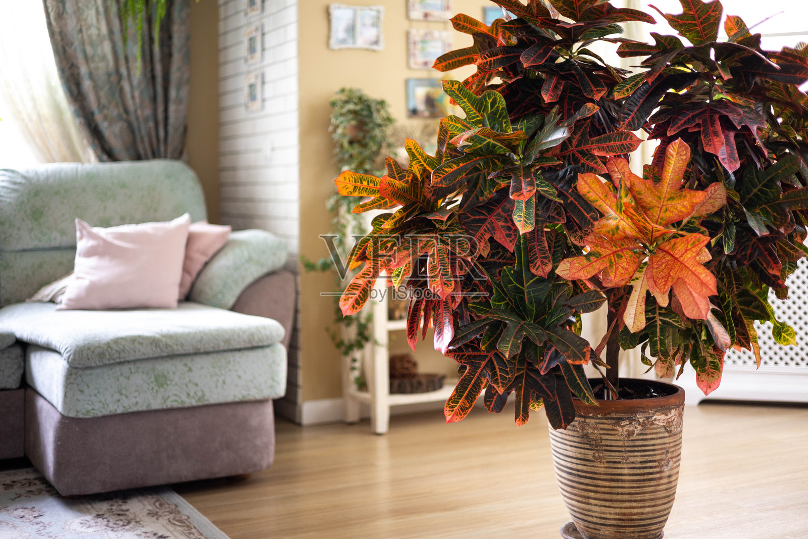 米色陶瓷花盆中的秋葵植物，生长在舒适的客厅里，旁边有沙发和家居装饰。照片摄影图片