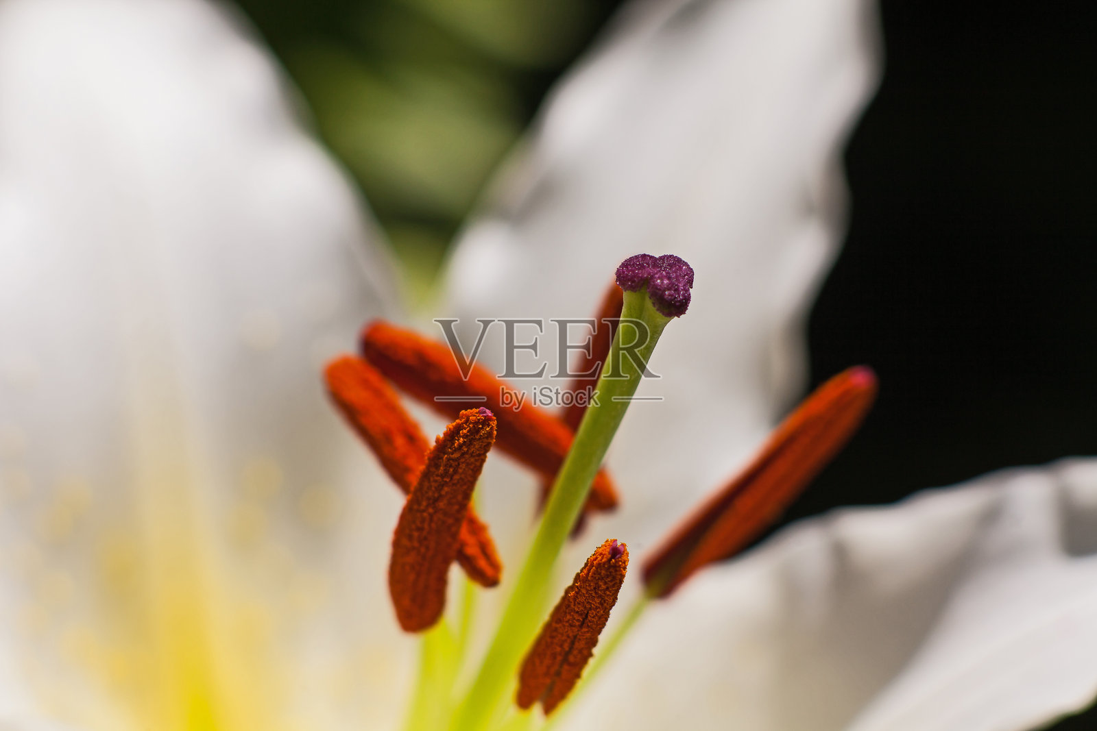 百合花的雄蕊和花粉特写 16166照片摄影图片