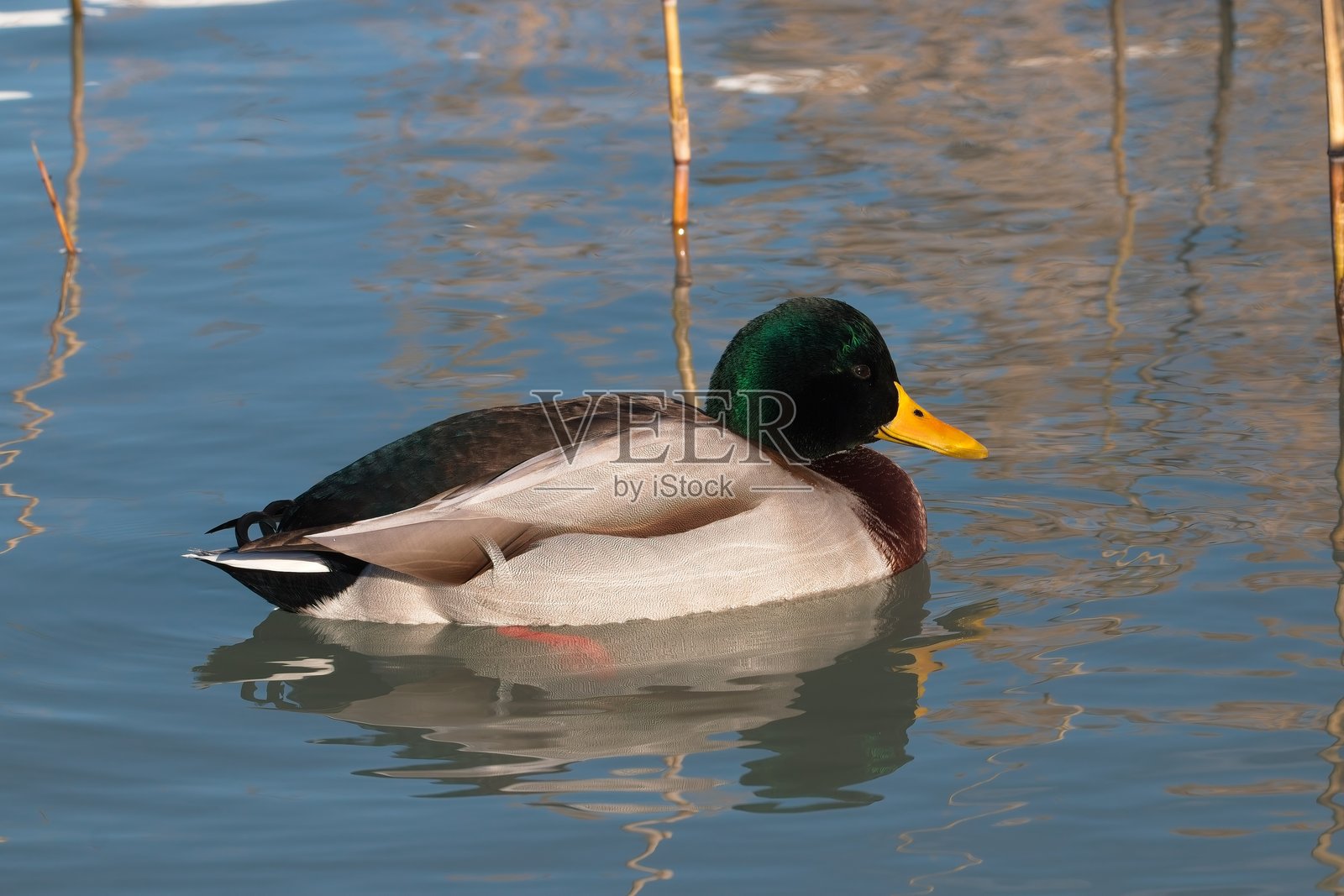 水边的鸭子。照片摄影图片