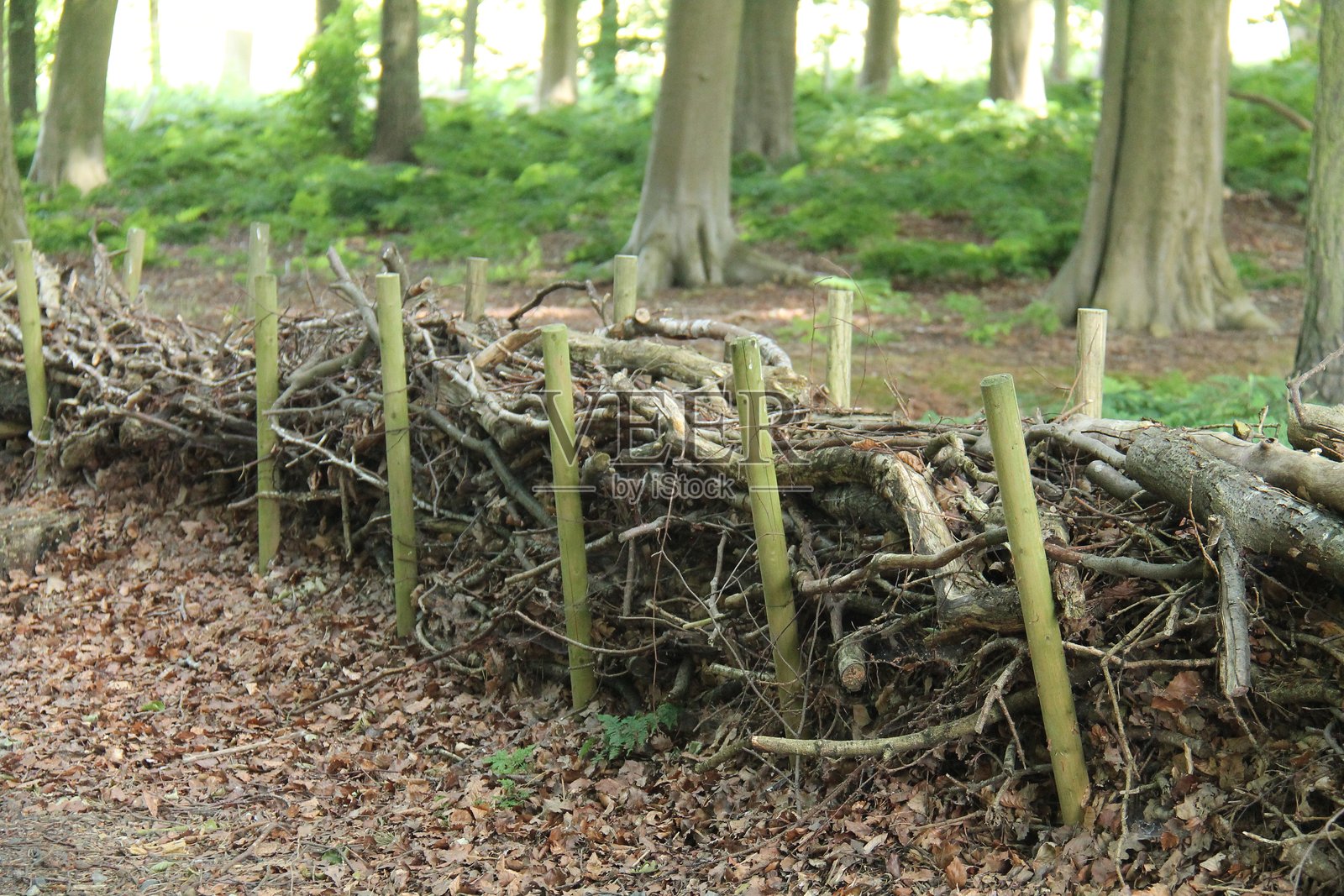 林地边界。照片摄影图片