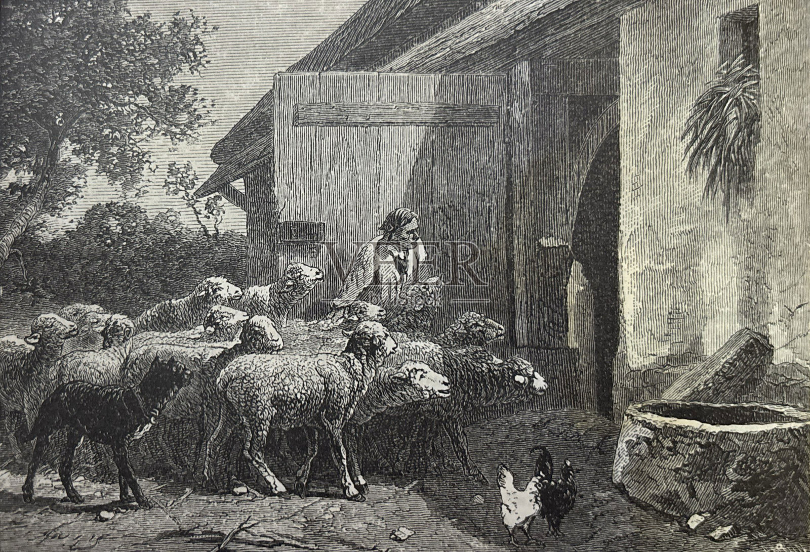 古董插图 - 羊群的归来 - 查尔斯·雅克的画作插画图片素材