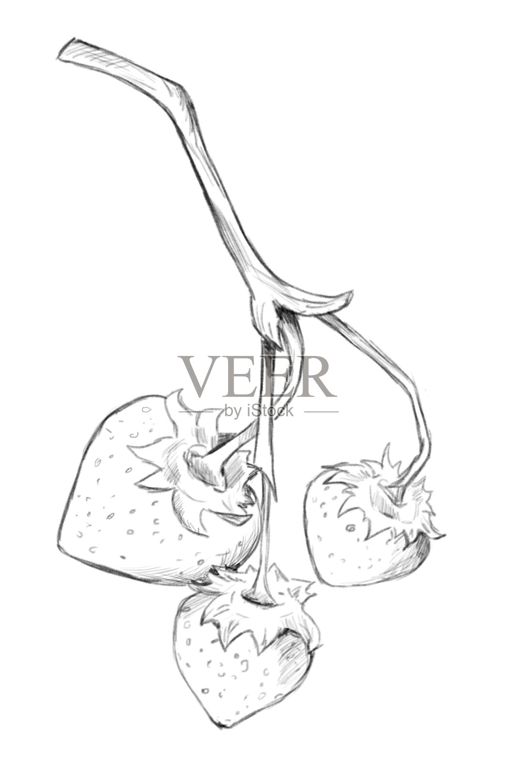 黑白插图：树枝上的草莓，适用于印刷、面料、网页和纺织品的素描剪贴画插画图片素材