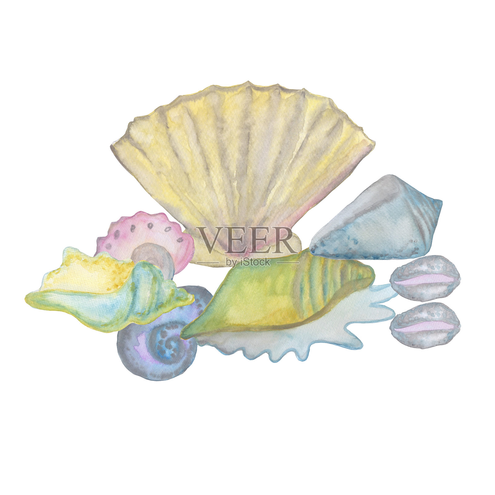 各种贝壳的水彩插图，独立于白色背景，适用于纺织设计、贴纸、卡片和横幅的基础。插画图片素材