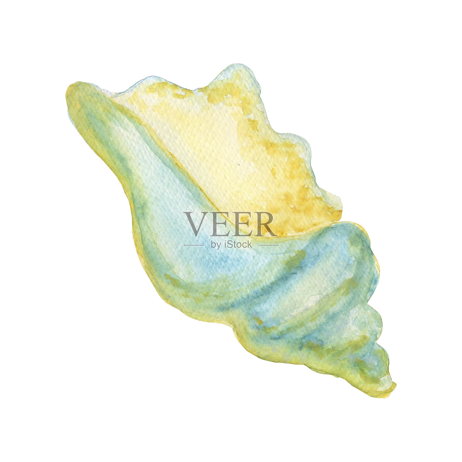 Trophonopsis breviata 海洋贝壳的水彩插图，孤立在白色背景上，适合印刷在纺织品、餐具和明信片上。插画图片素材