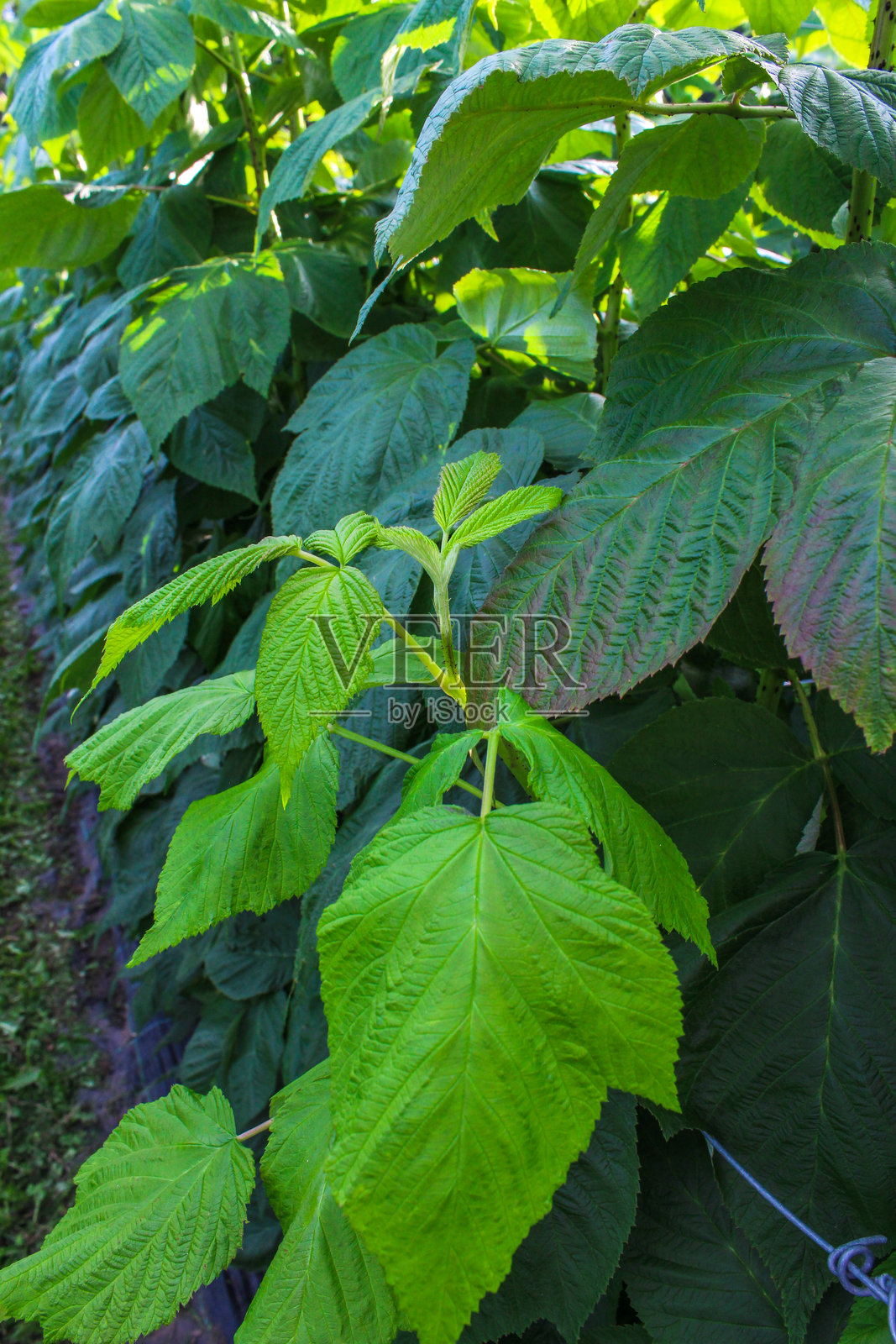 绿色覆盆子植物与有纹理的叶子照片摄影图片