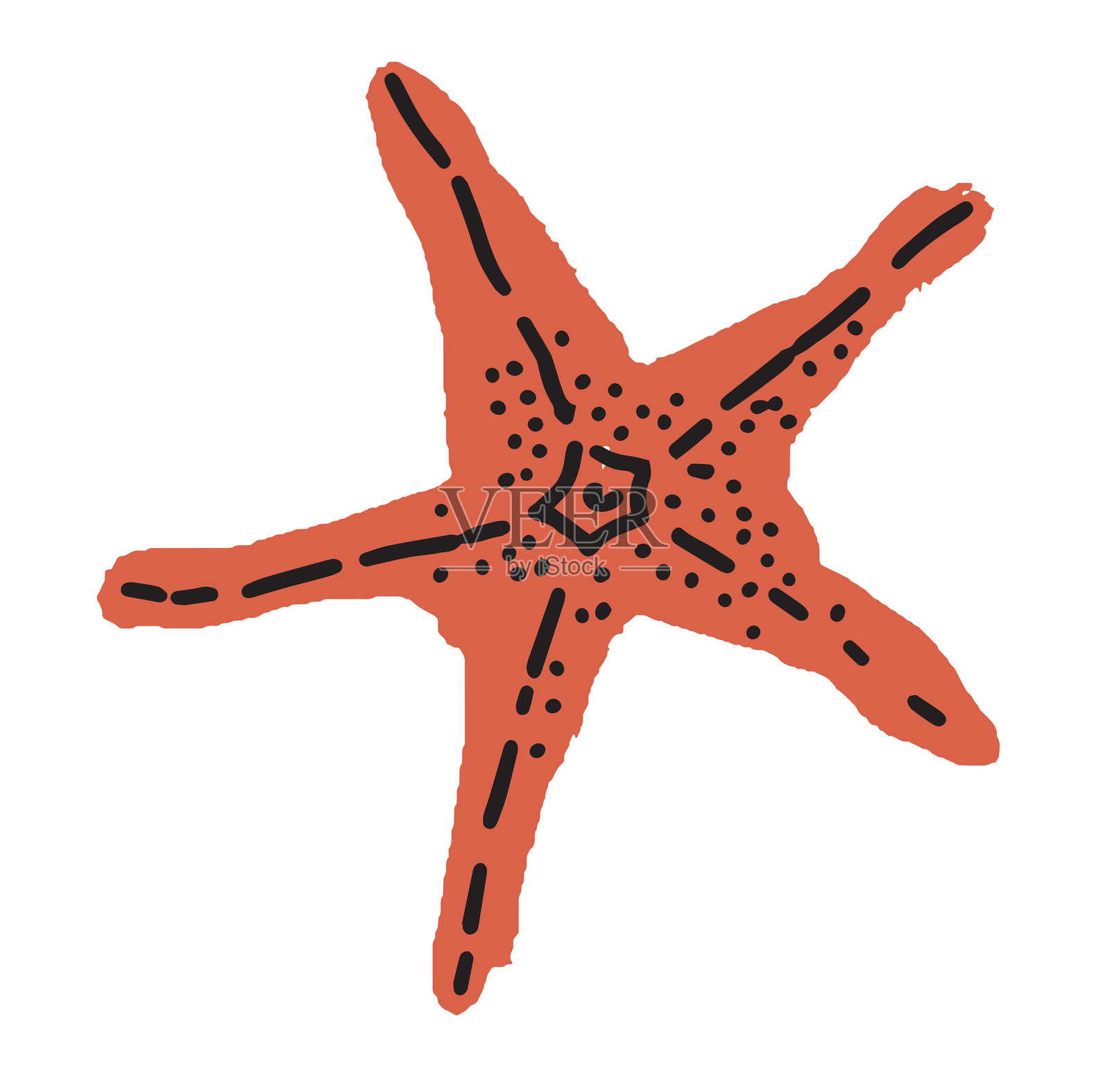 详细的海星海洋矢量插图插画图片素材