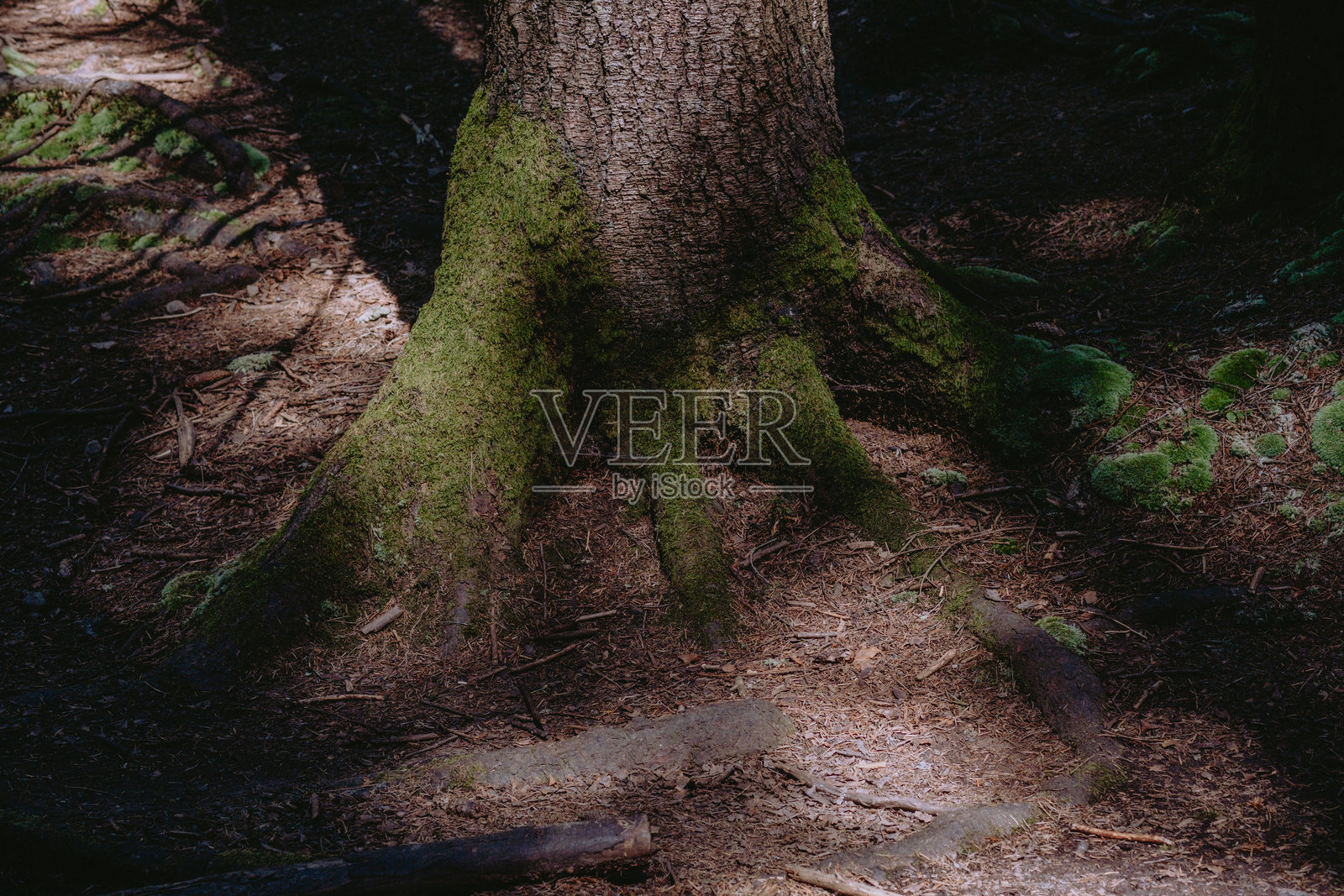 苔藓覆盖的树根在柔和的灯光下营造出一种自然宁静的氛围照片摄影图片