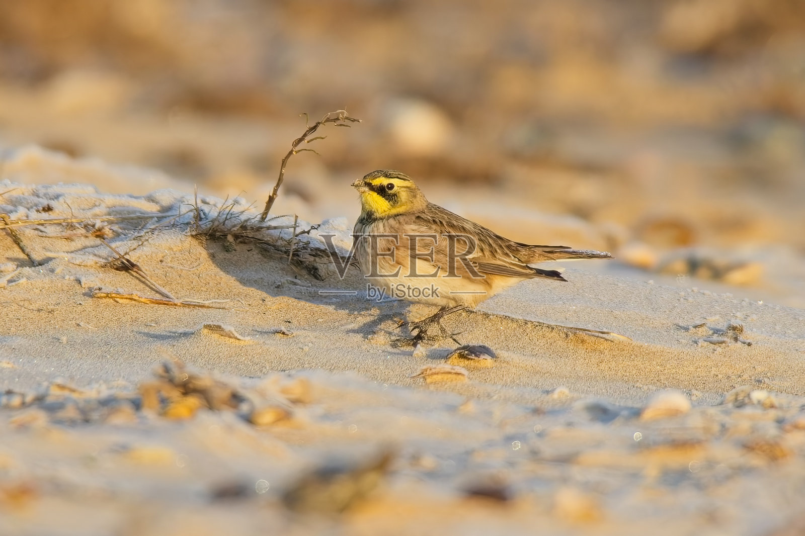 沙滩上的海岸云雀照片摄影图片