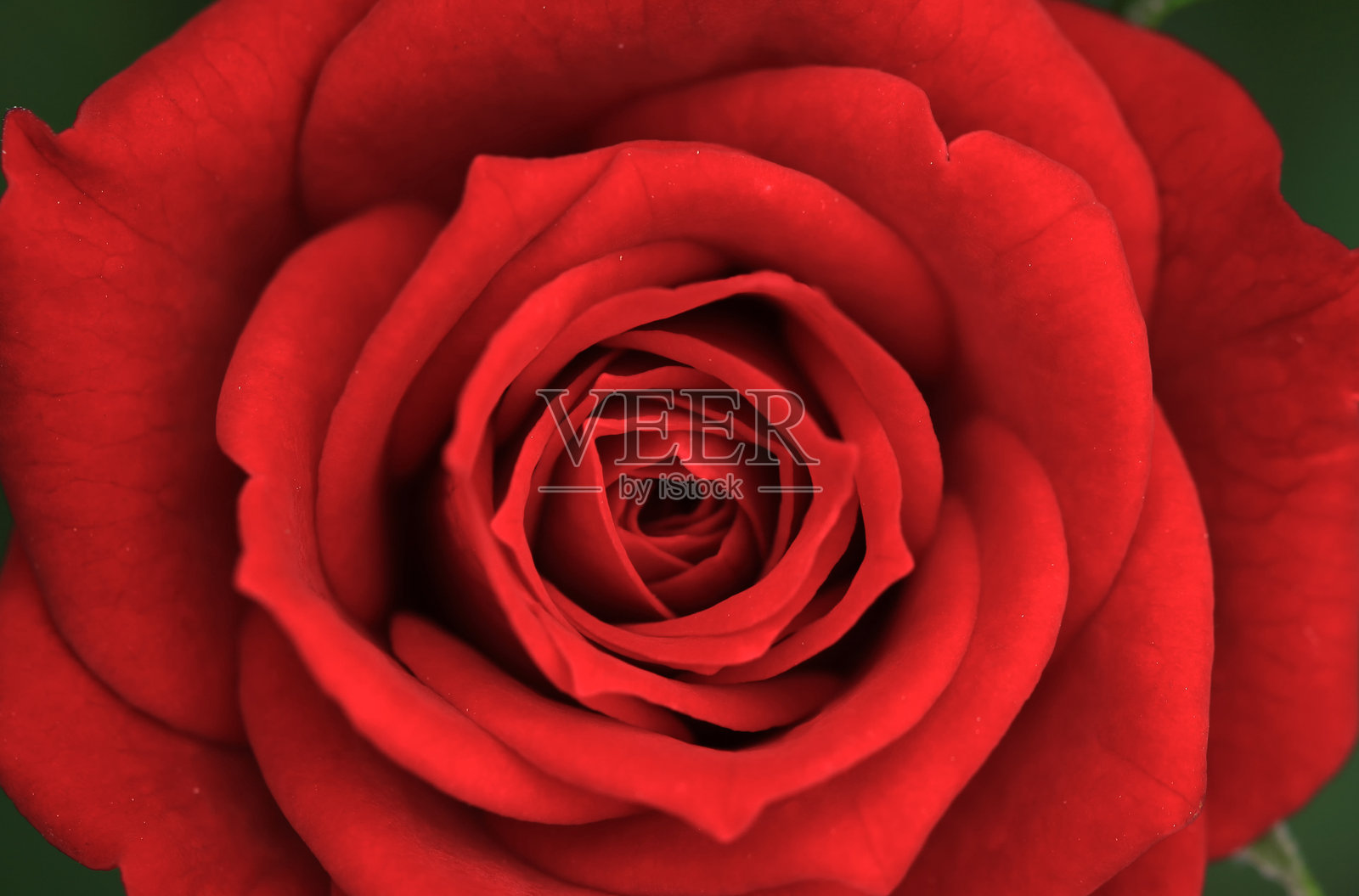 美丽的红玫瑰花作为背景照片摄影图片