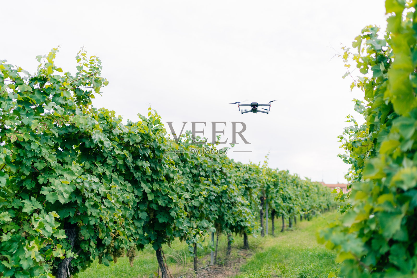 葡萄园中的无人机，成熟的霞多丽葡萄在收获季节挂在藤上照片摄影图片