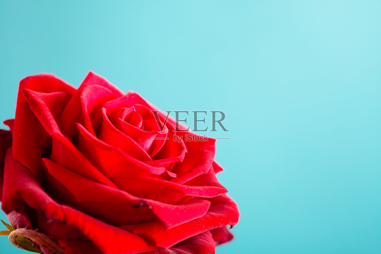 蓝色背景上的盛开的红玫瑰特写照片摄影图片