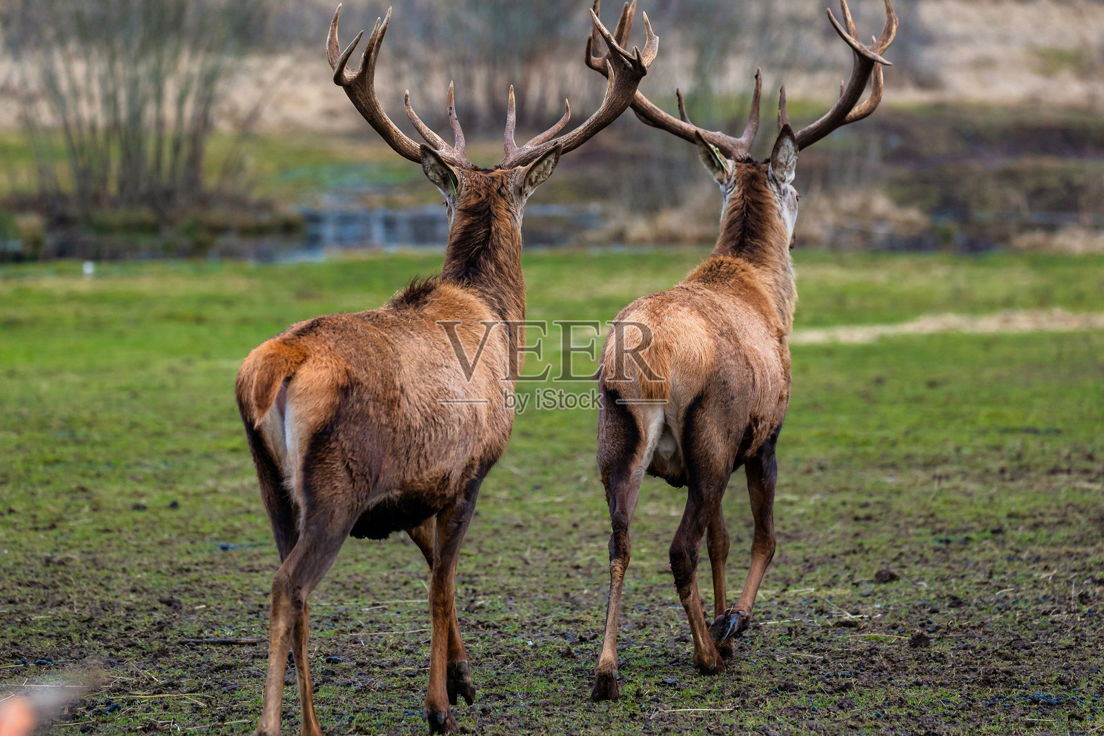 两只鹿在草地上行走，头上长着分叉的鹿角照片摄影图片