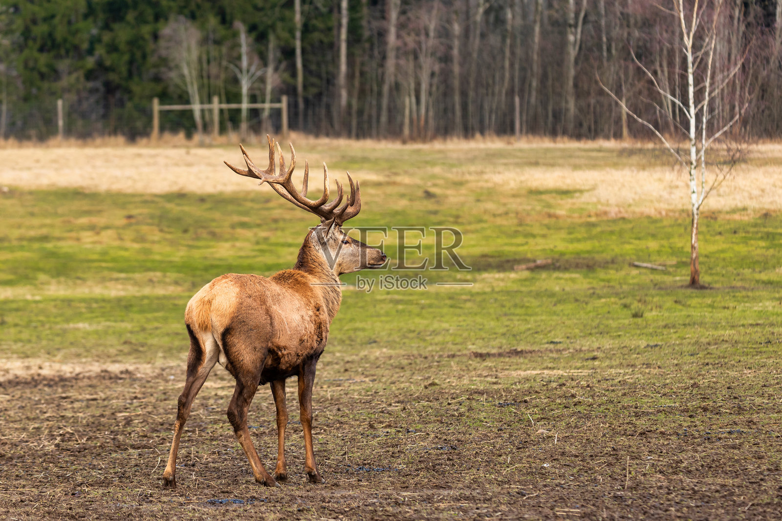 雄伟的鹿在稀疏的森林环境中，角部复杂精美照片摄影图片