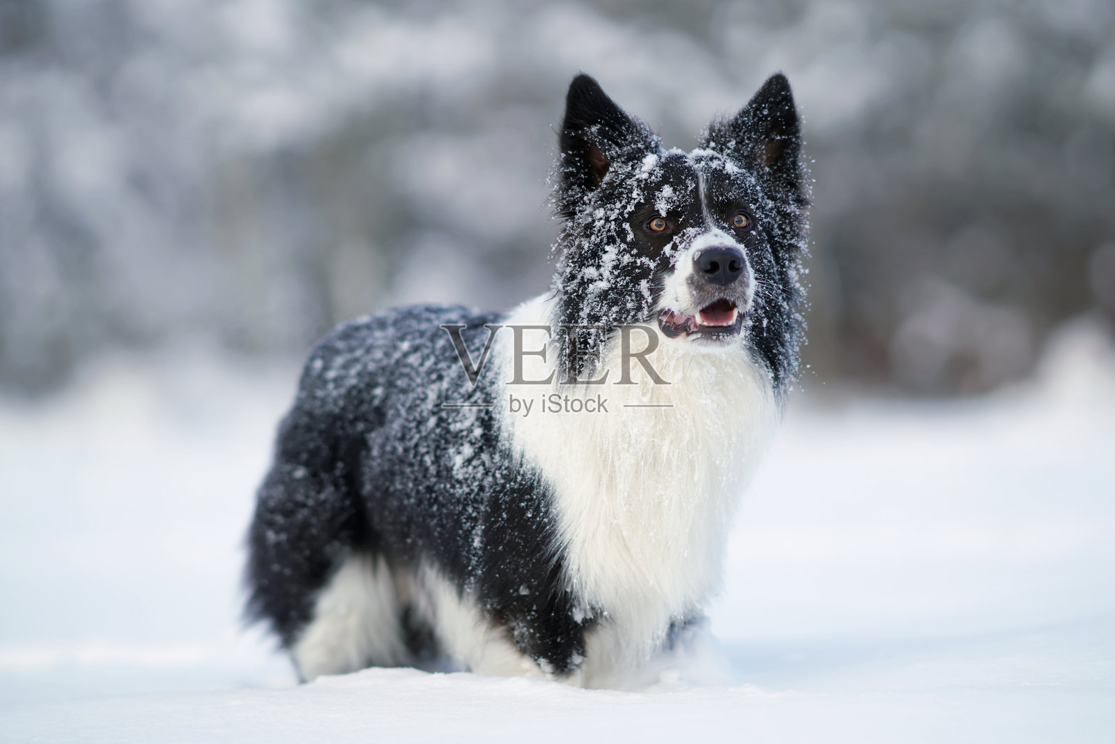 可爱的黑白边境牧羊犬在冬天的雪地上摆姿势。照片摄影图片