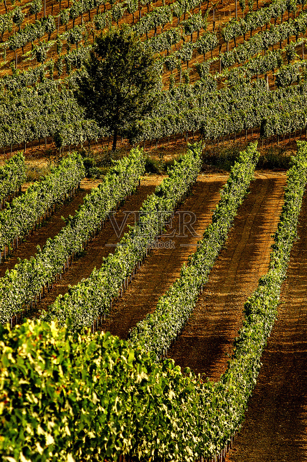 托斯卡纳 403照片摄影图片